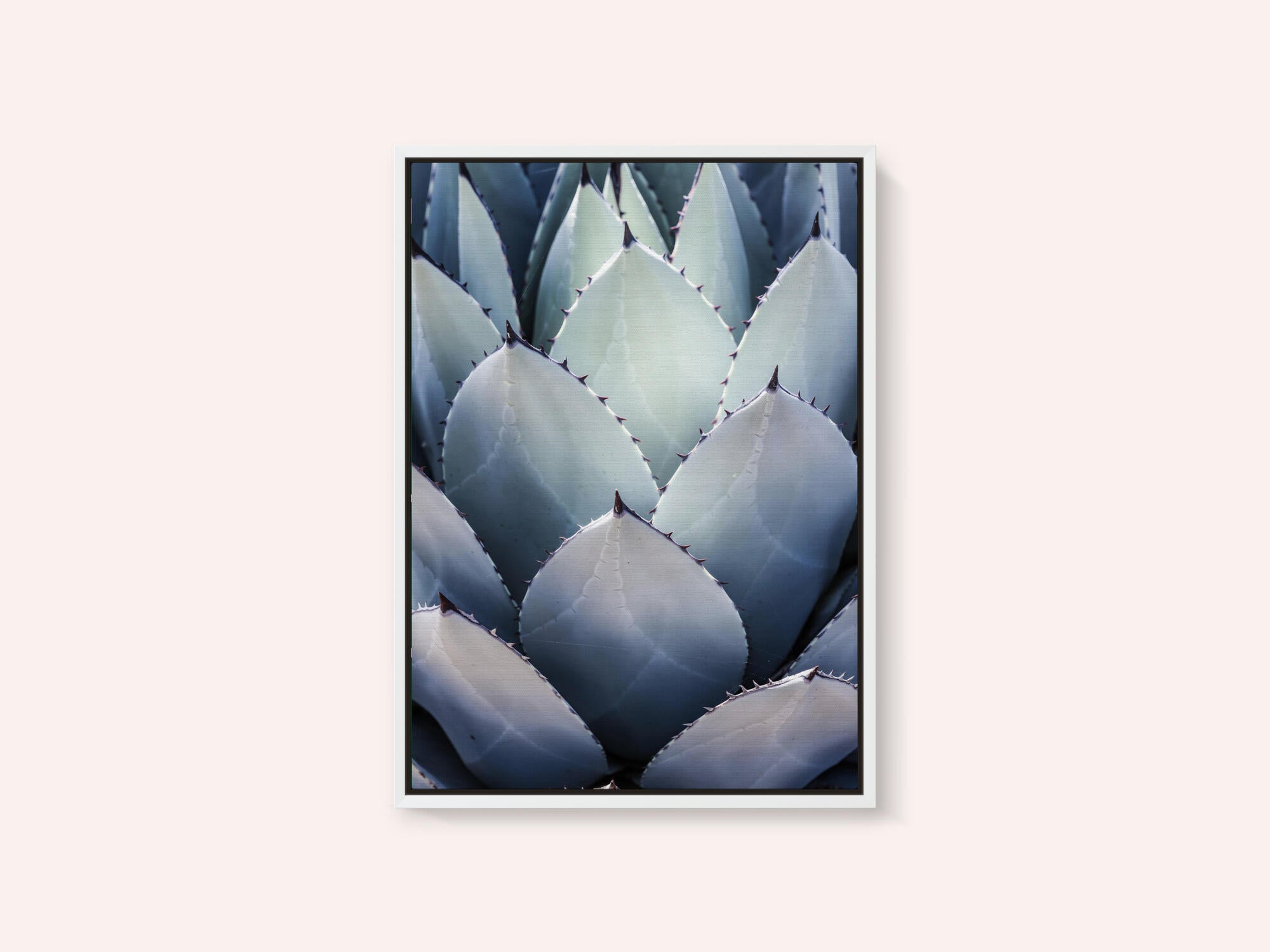 Agave Geometry