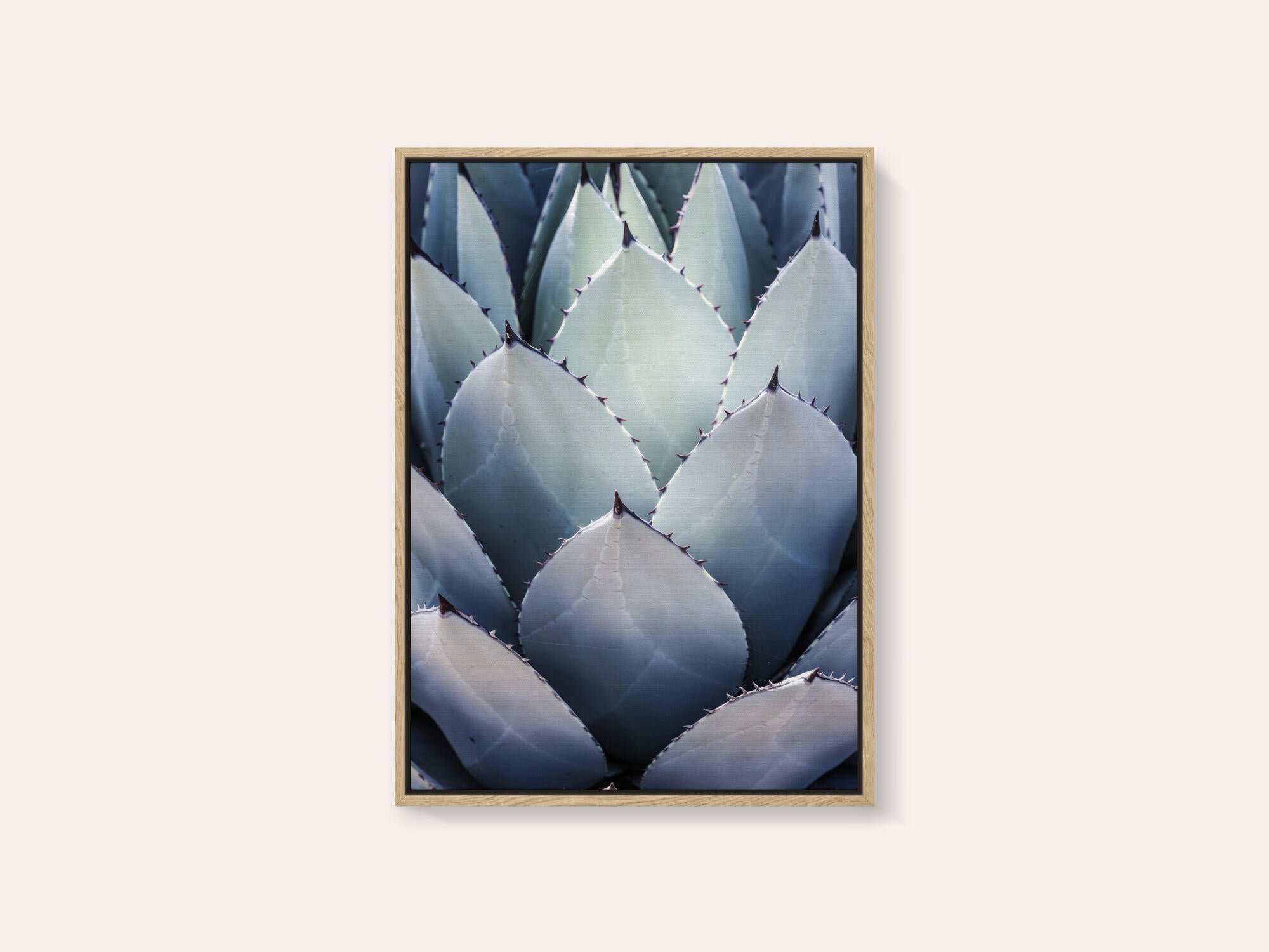 Agave Geometry
