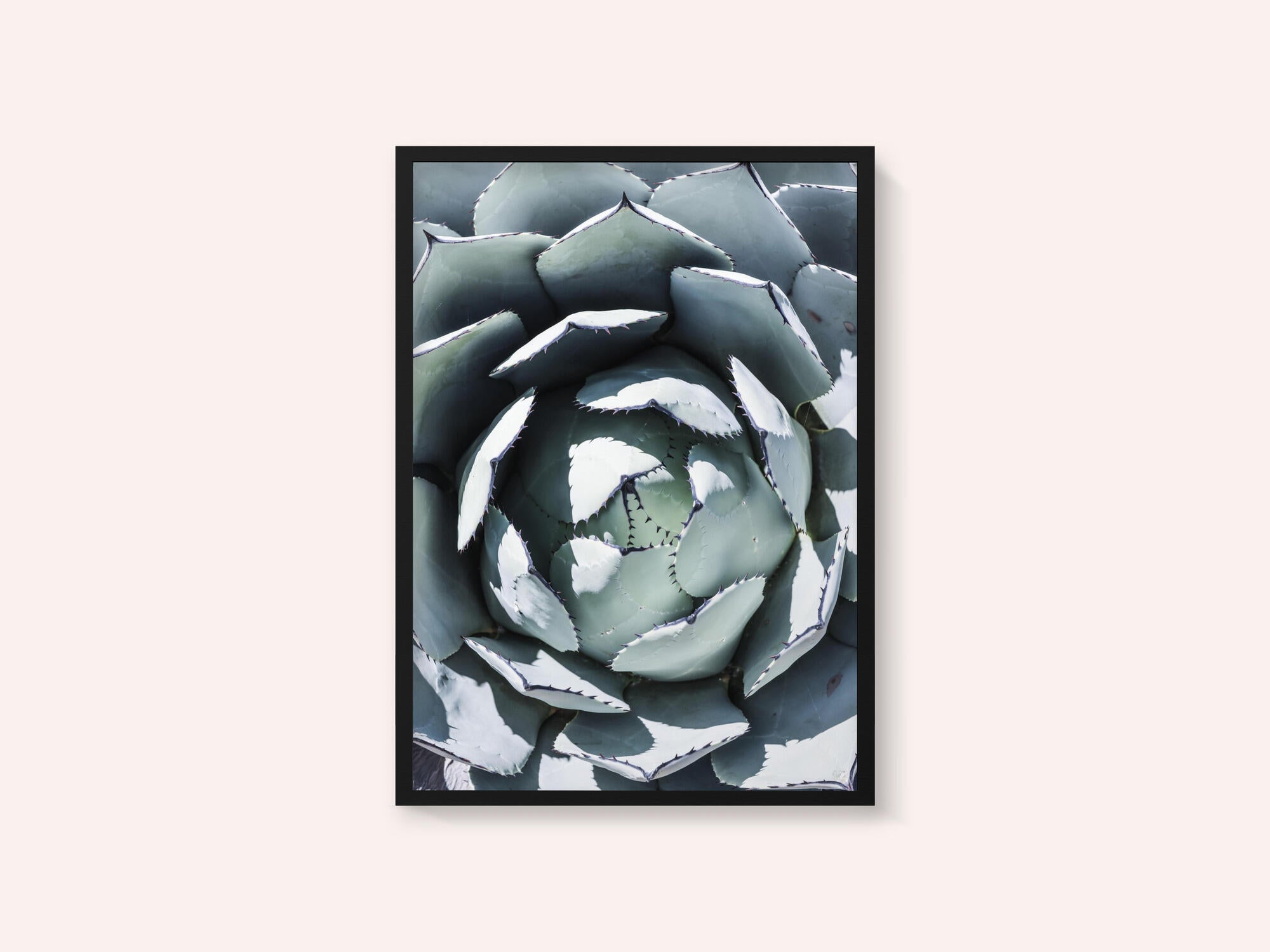 Agave Spiral Dance