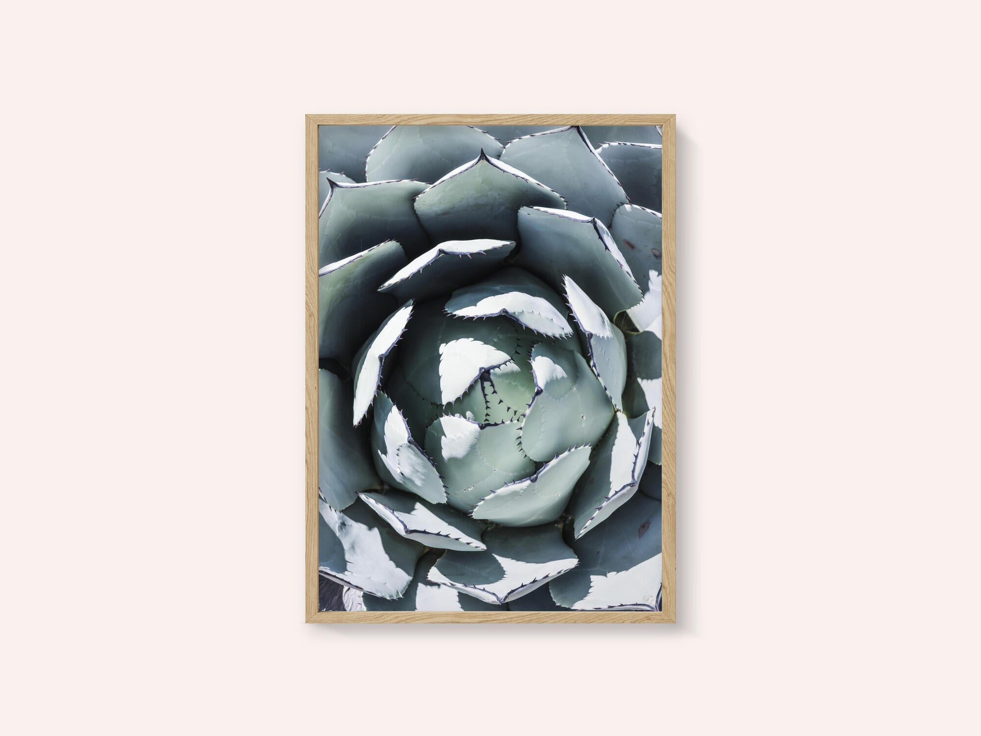 Agave Spiral Dance