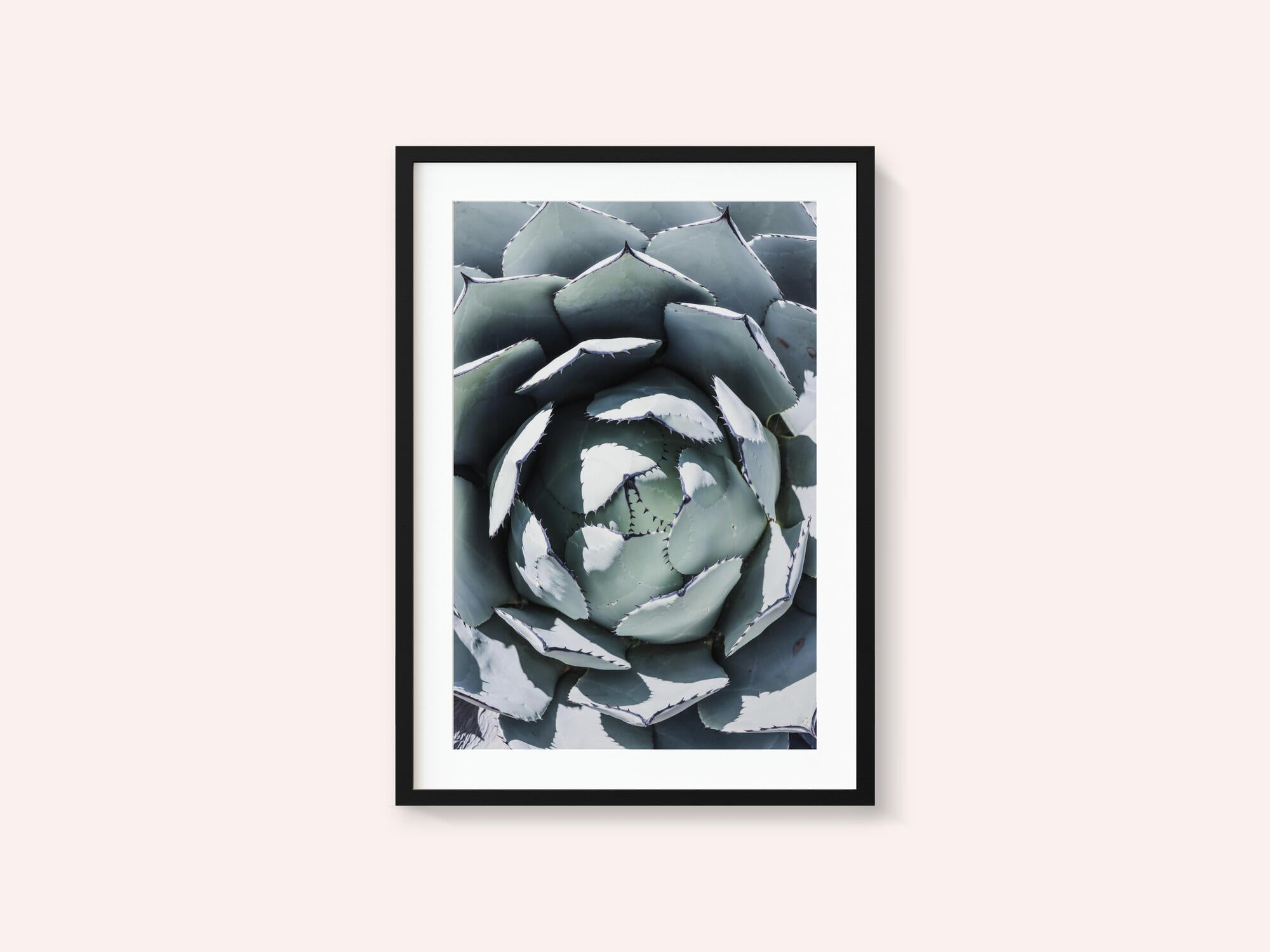 Agave Spiral Dance