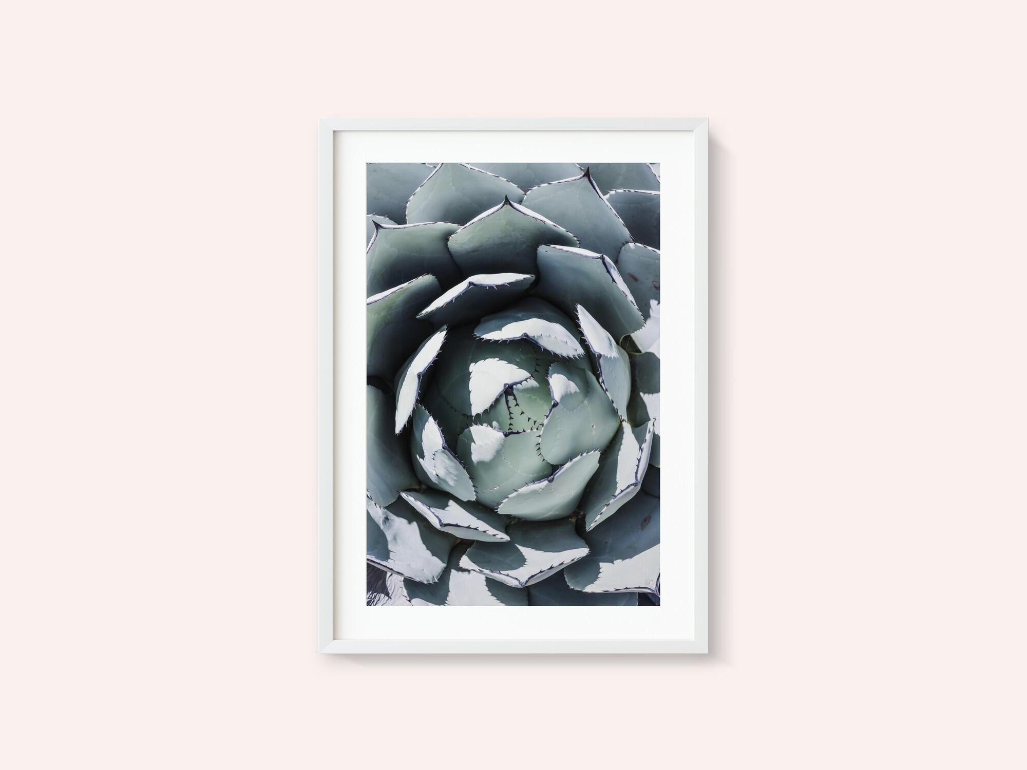 Agave Spiral Dance
