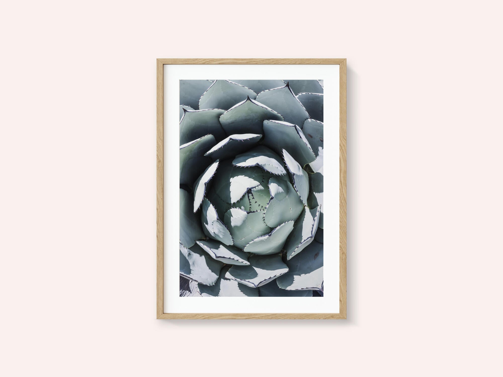 Agave Spiral Dance