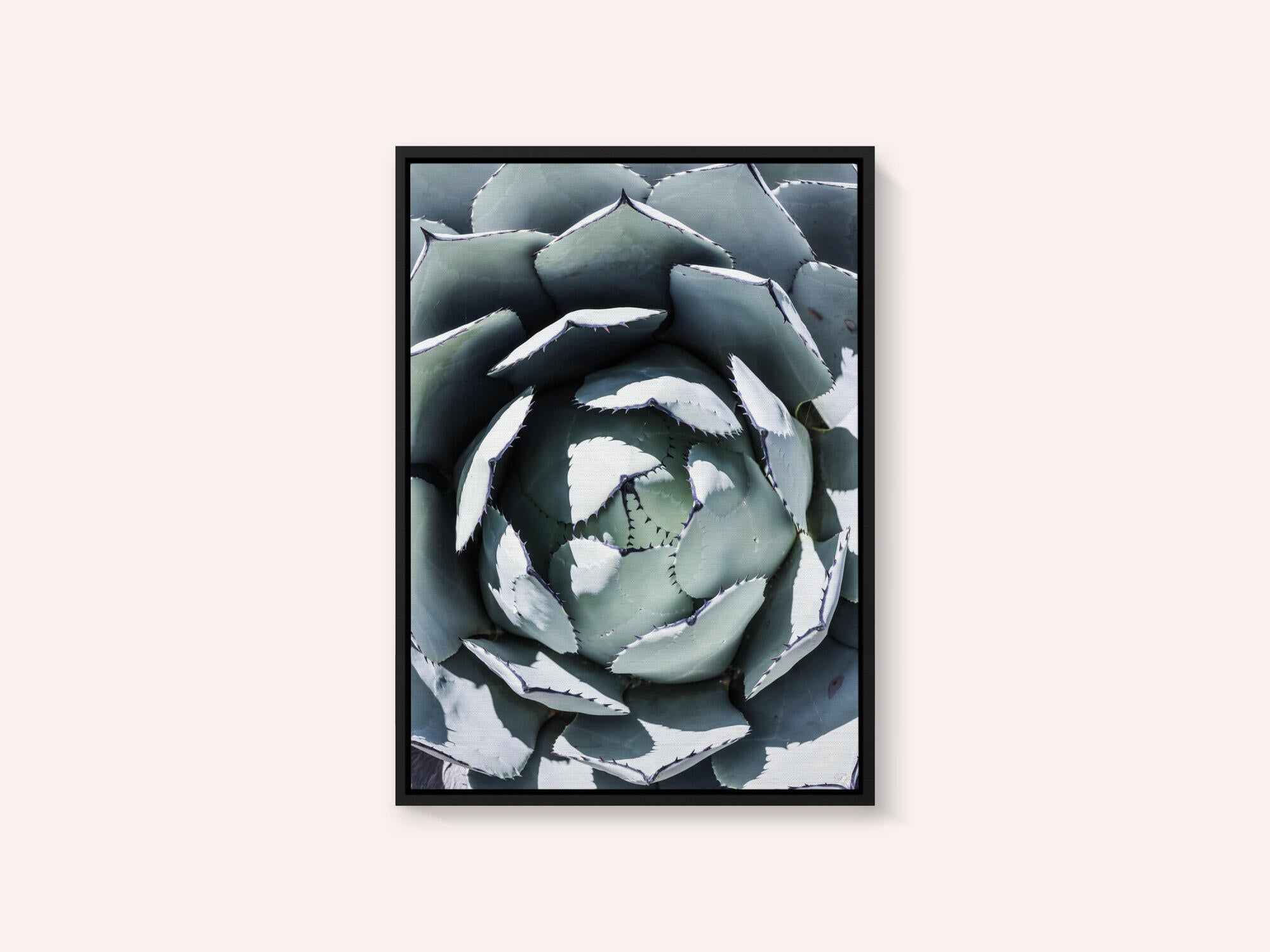 Agave Spiral Dance