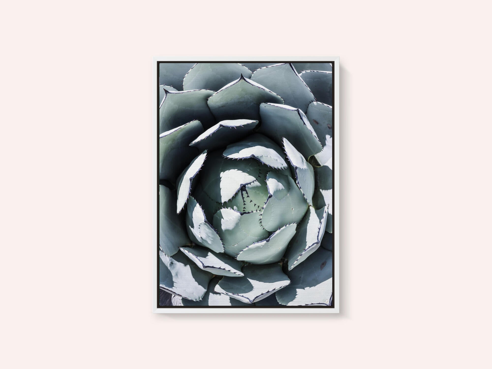 Agave Spiral Dance