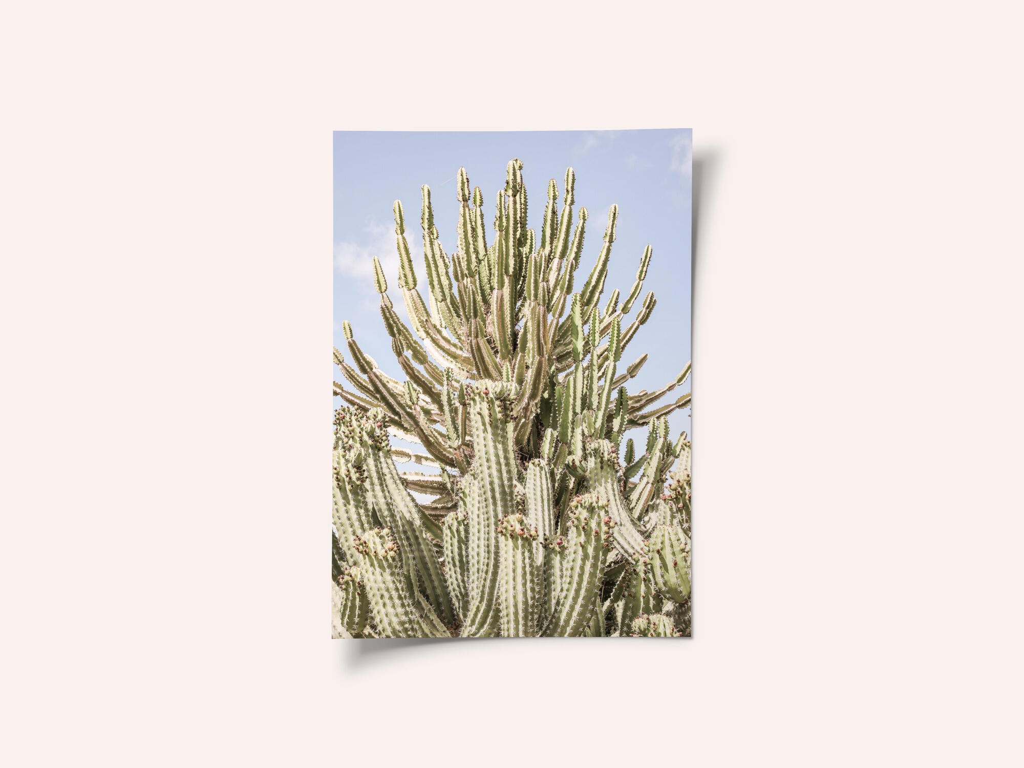Cactus Symphony