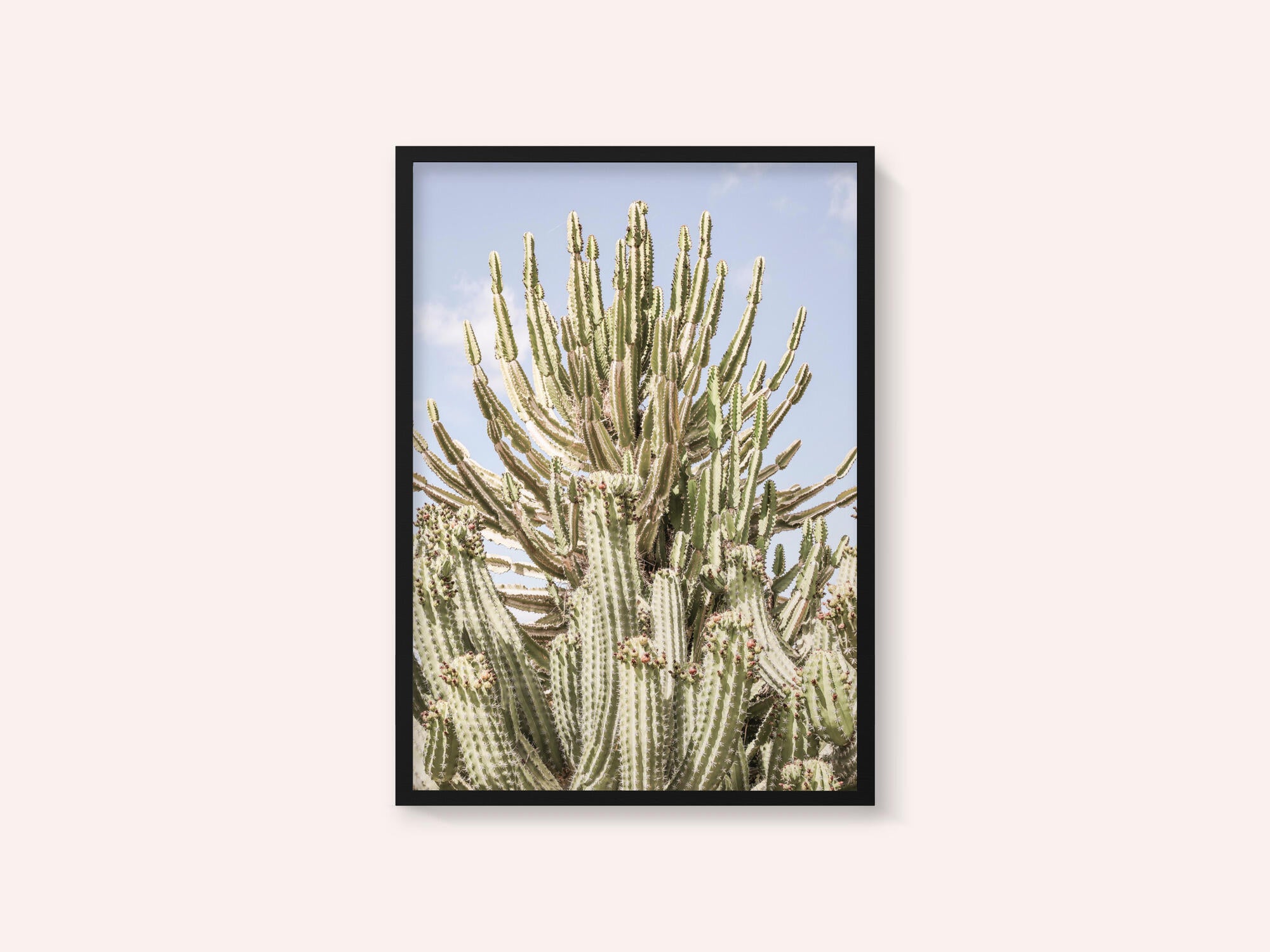 Cactus Symphony
