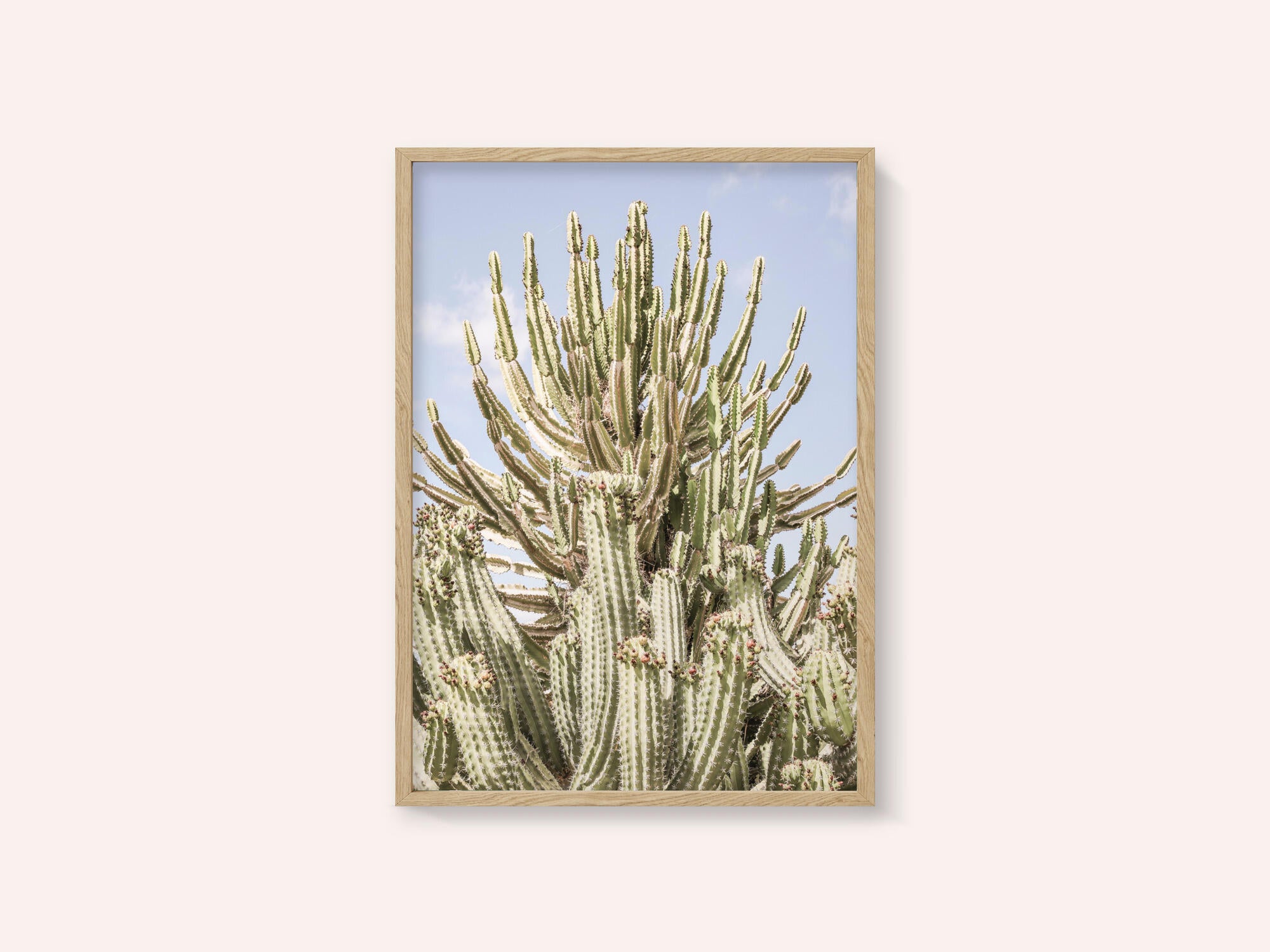 Cactus Symphony