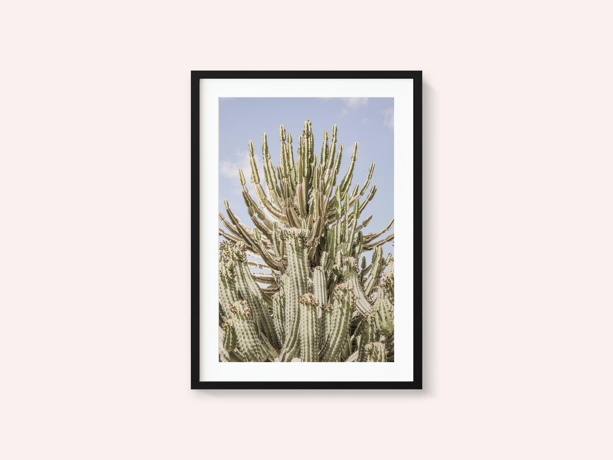 Cactus Symphony