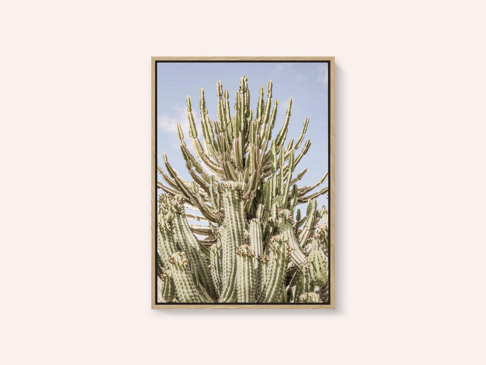 Cactus Symphony