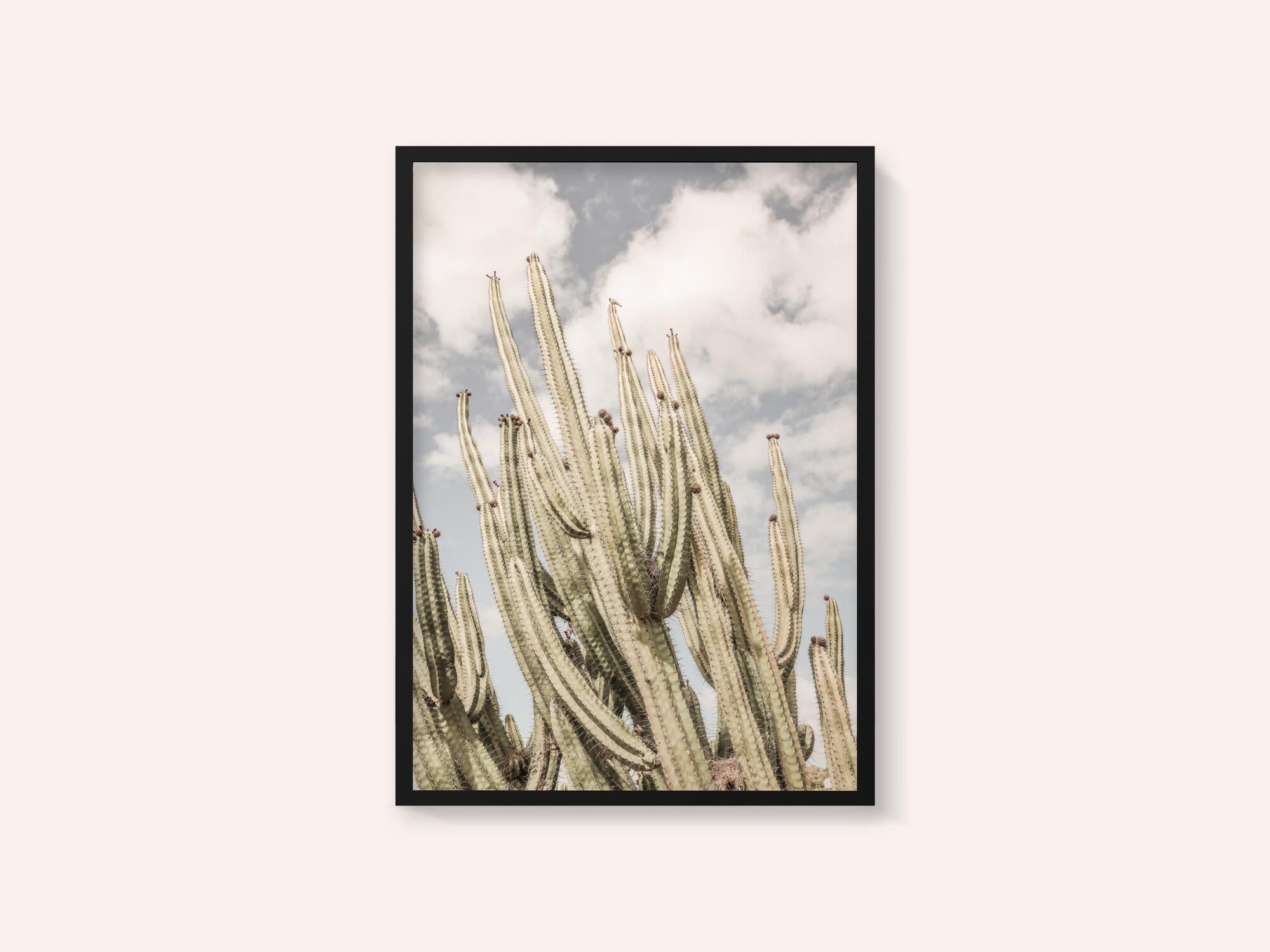 Desert Sentinels