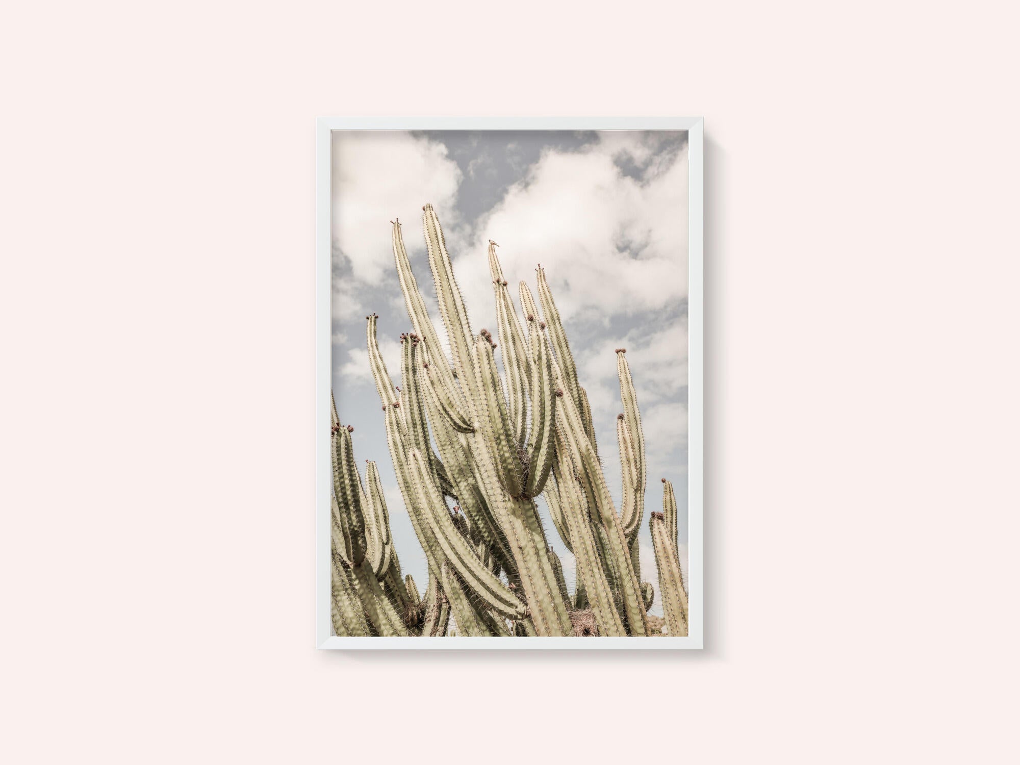 Desert Sentinels