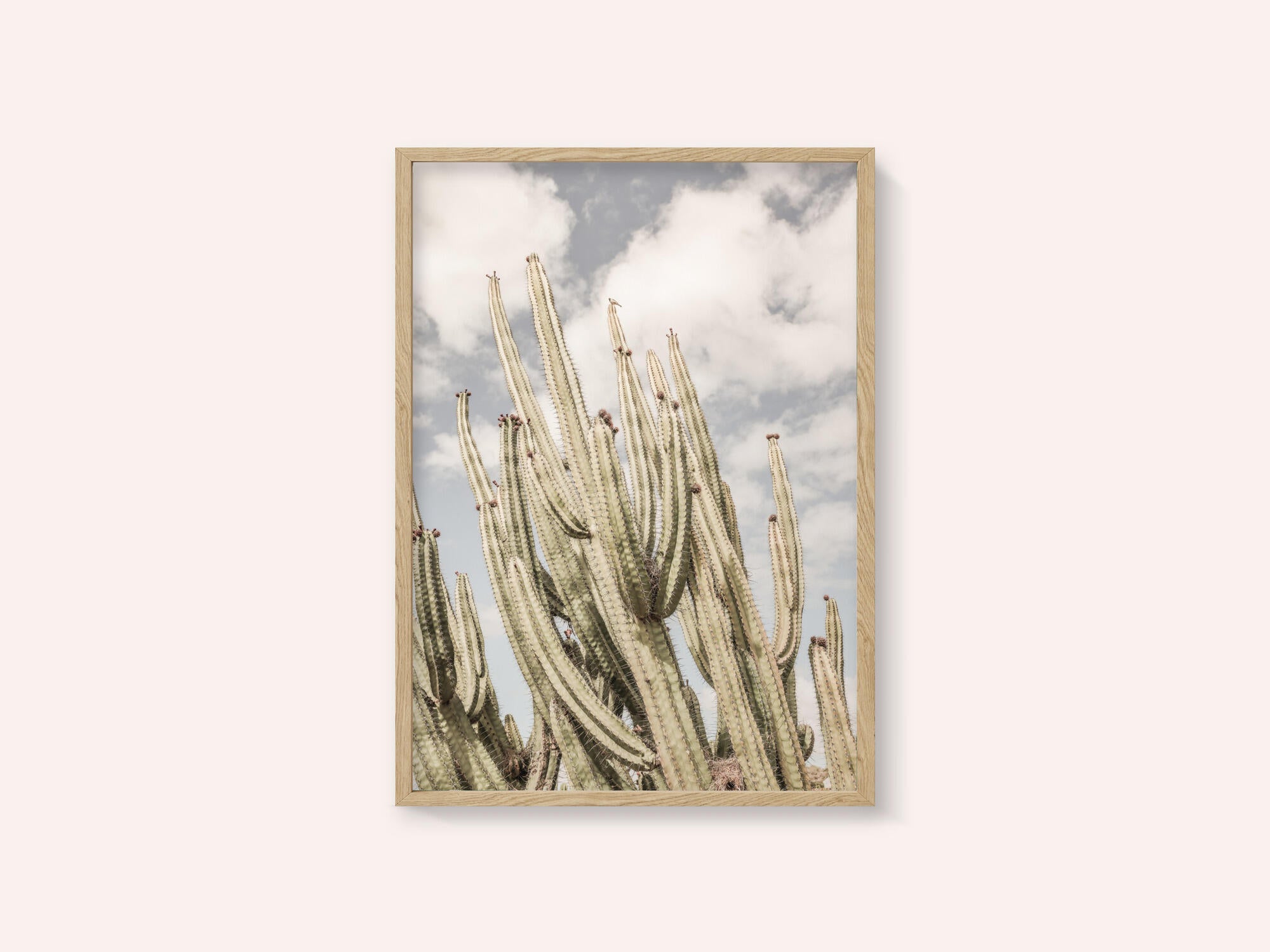 Desert Sentinels