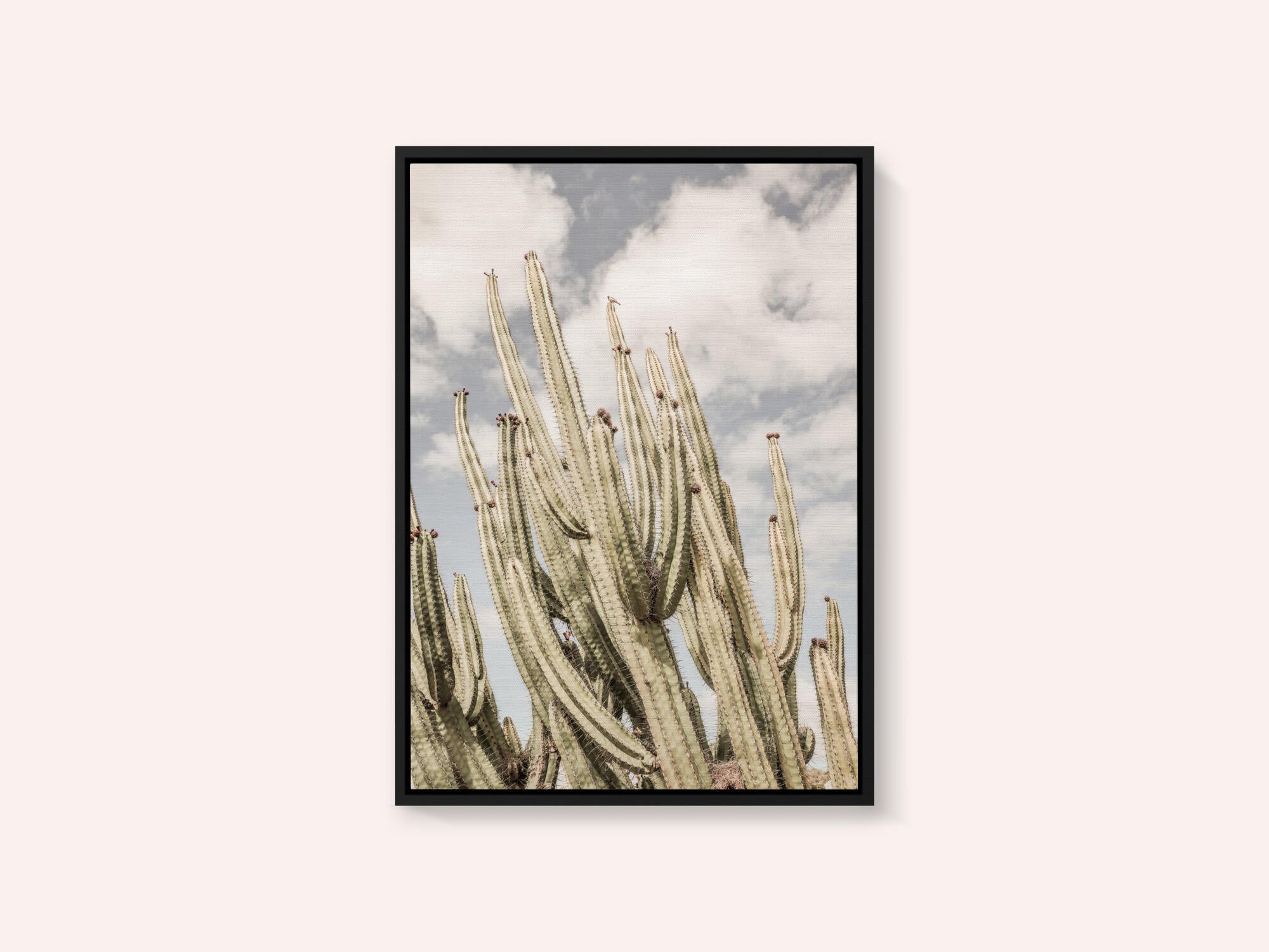 Desert Sentinels
