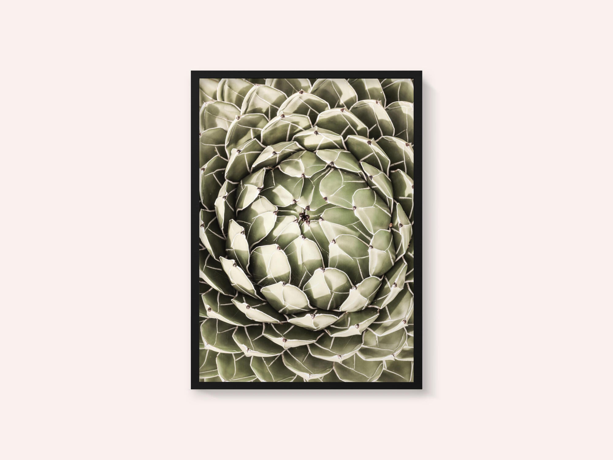 Geometric Succulent