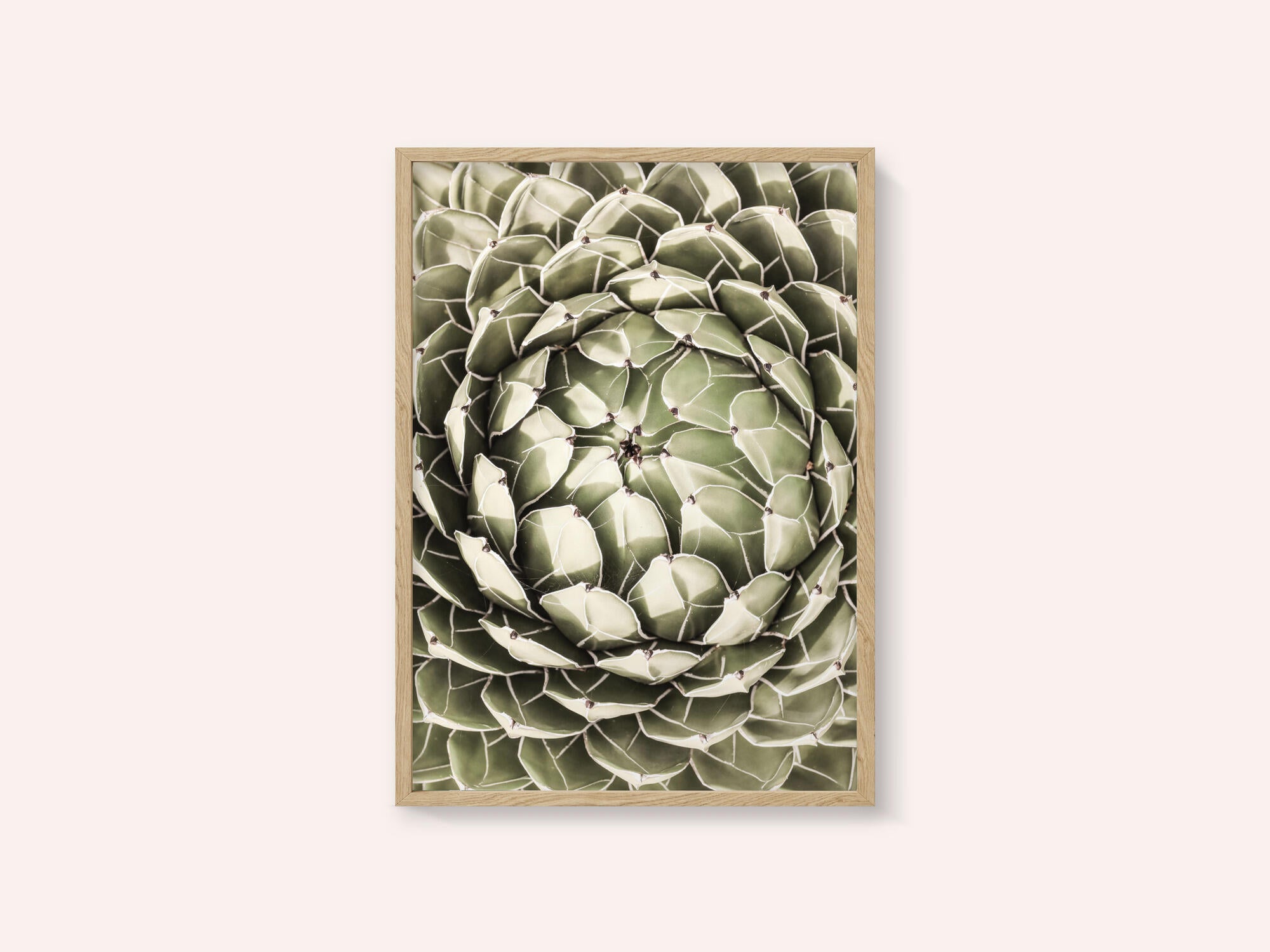 Geometric Succulent