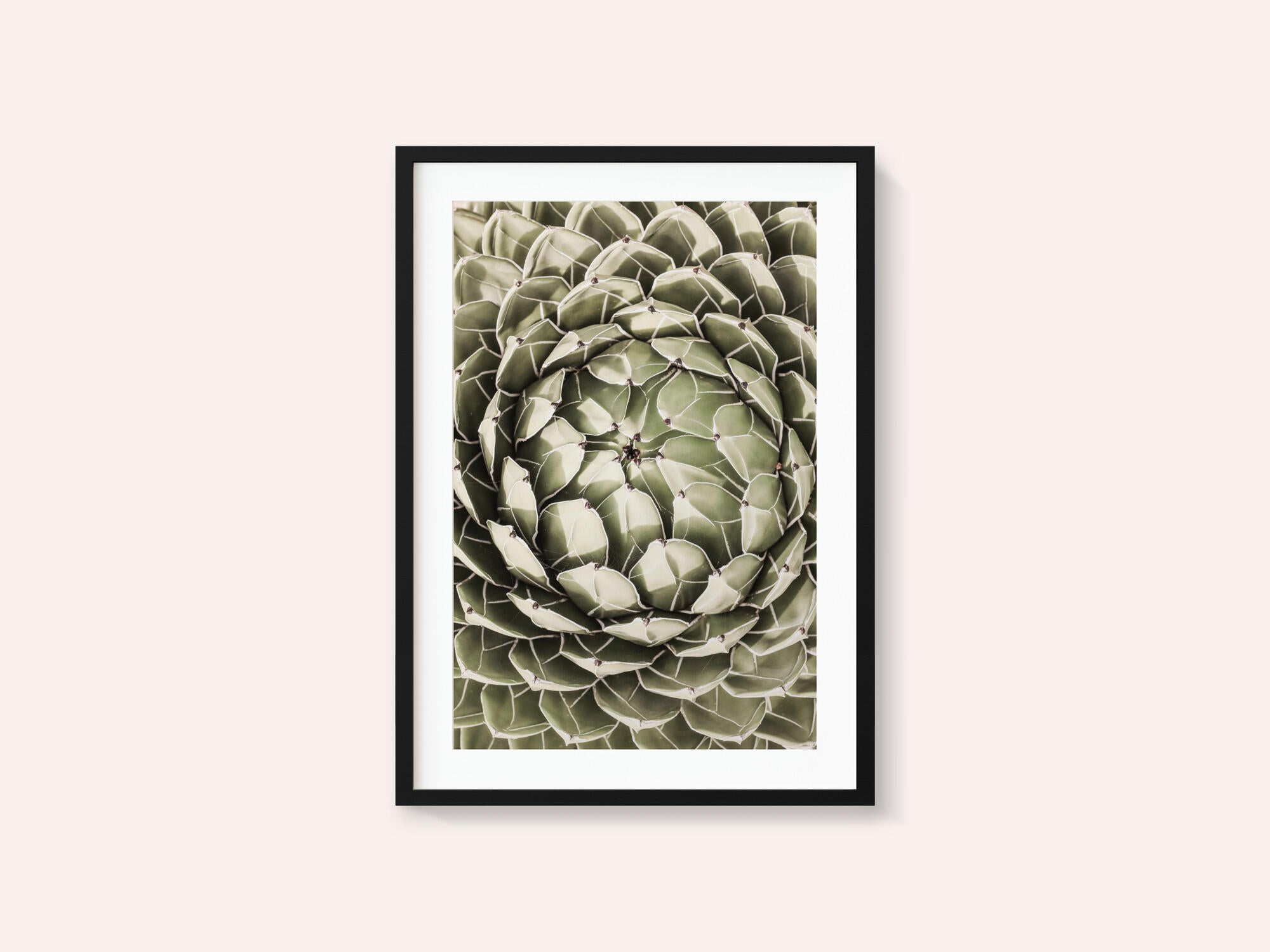 Geometric Succulent