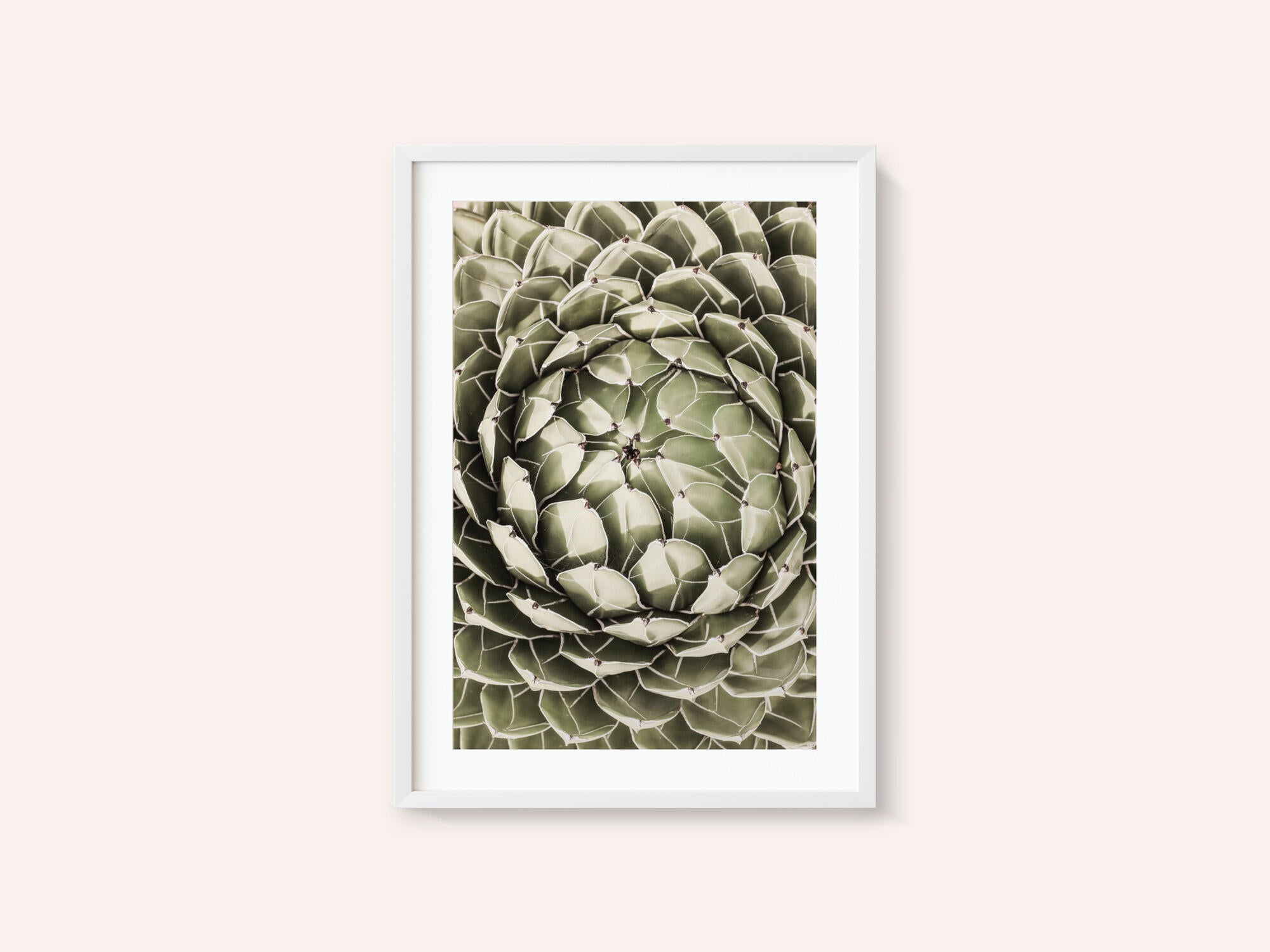 Geometric Succulent