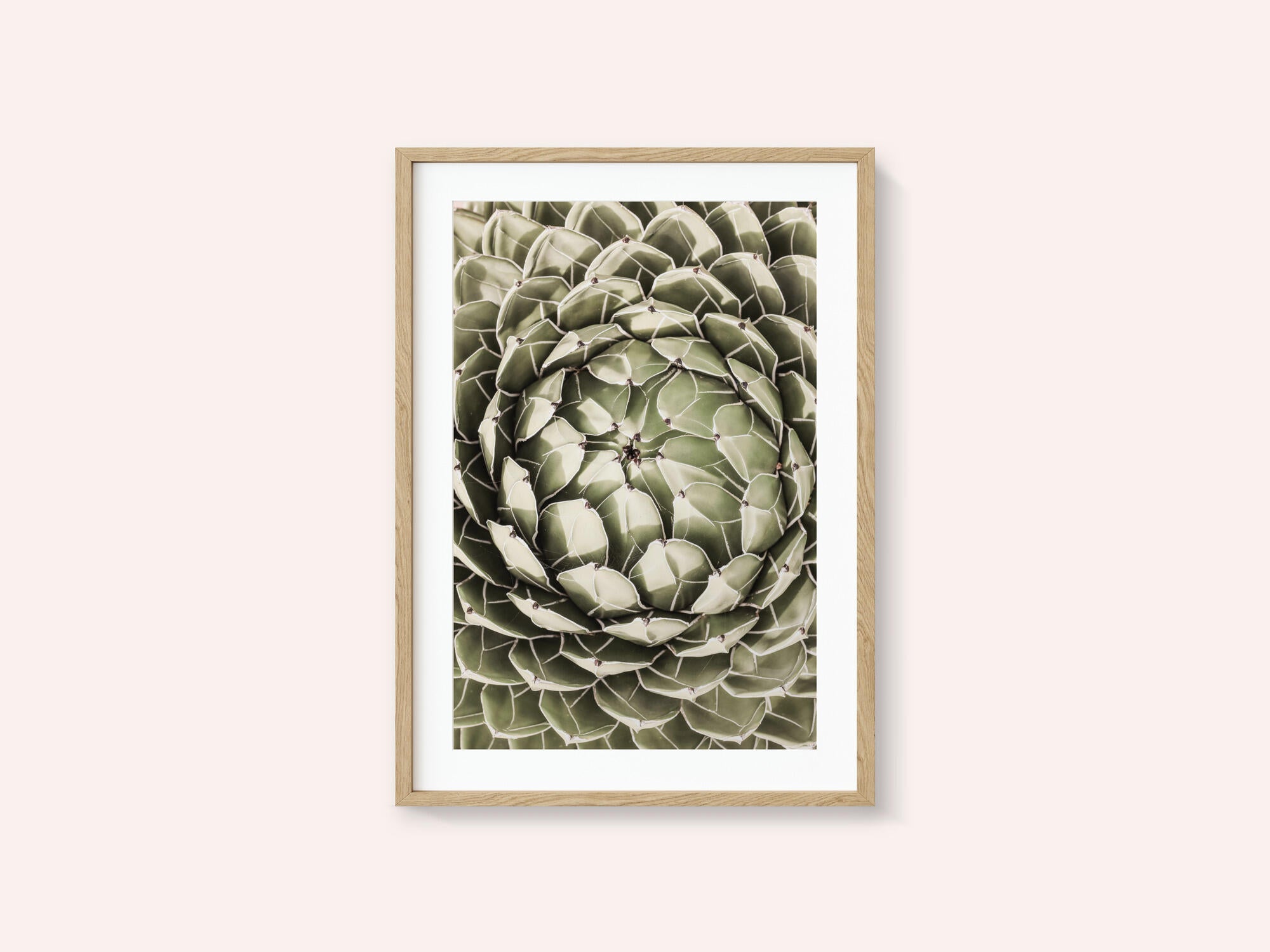 Geometric Succulent