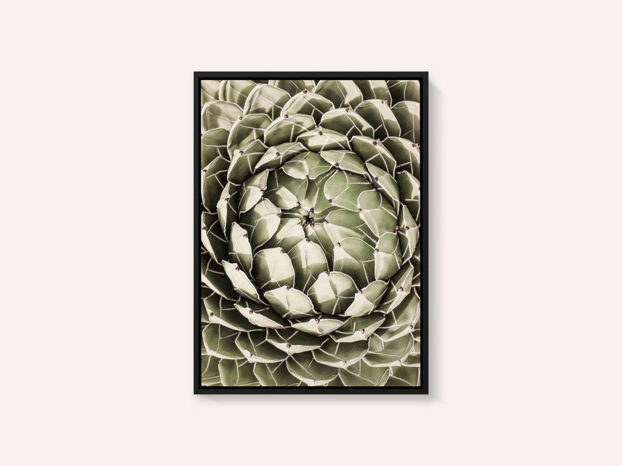 Geometric Succulent