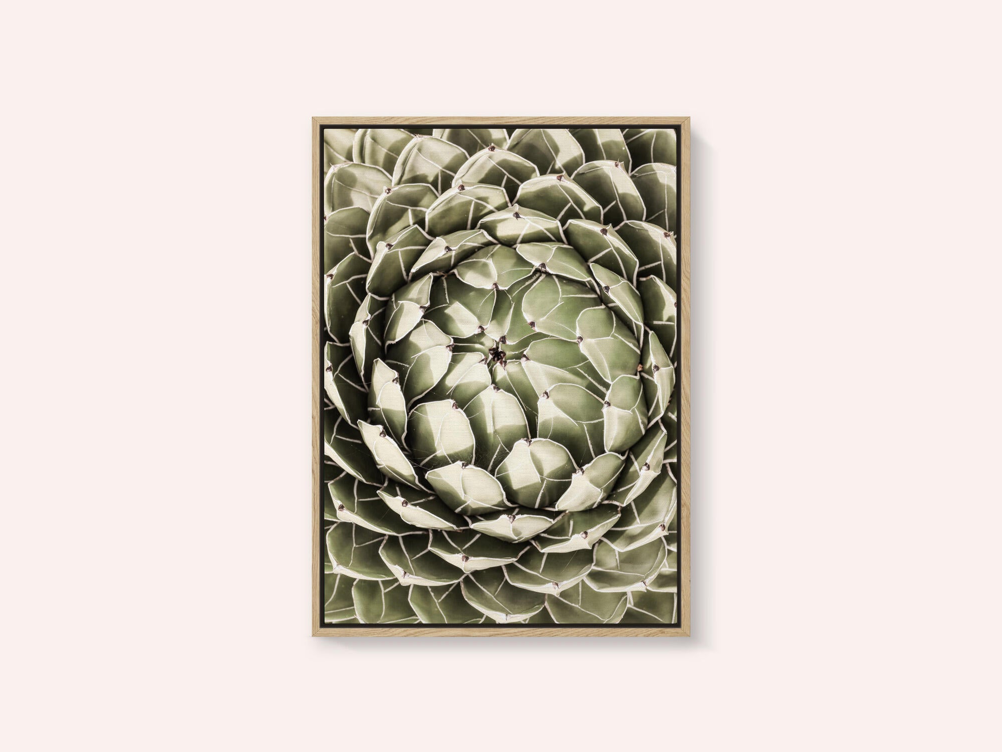 Geometric Succulent