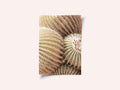 Spiral of Spines