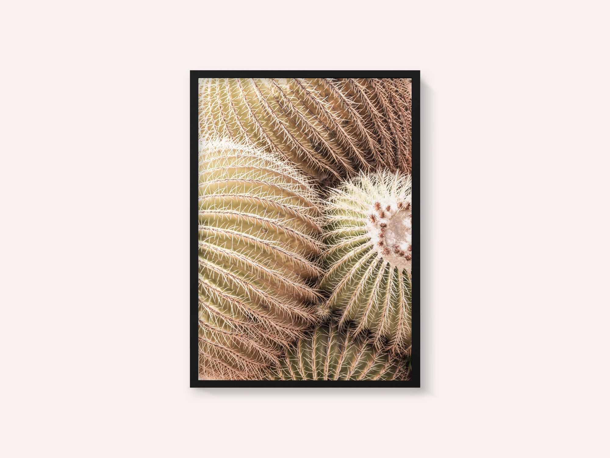Spiral of Spines