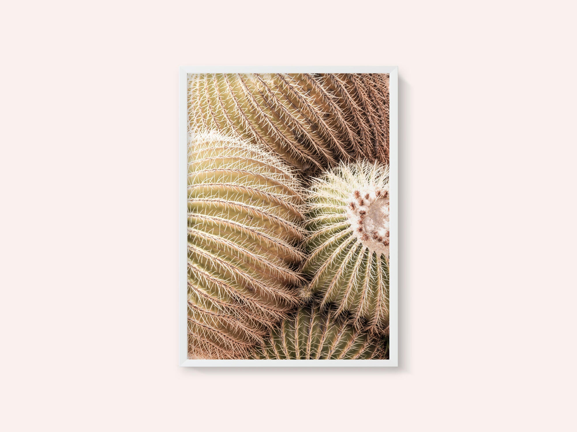 Spiral of Spines