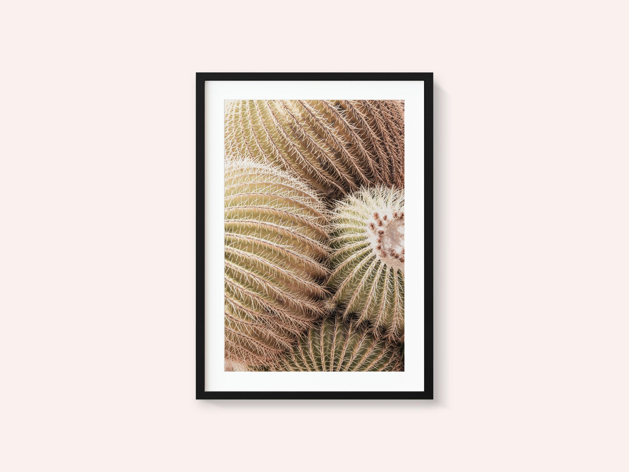 Spiral of Spines