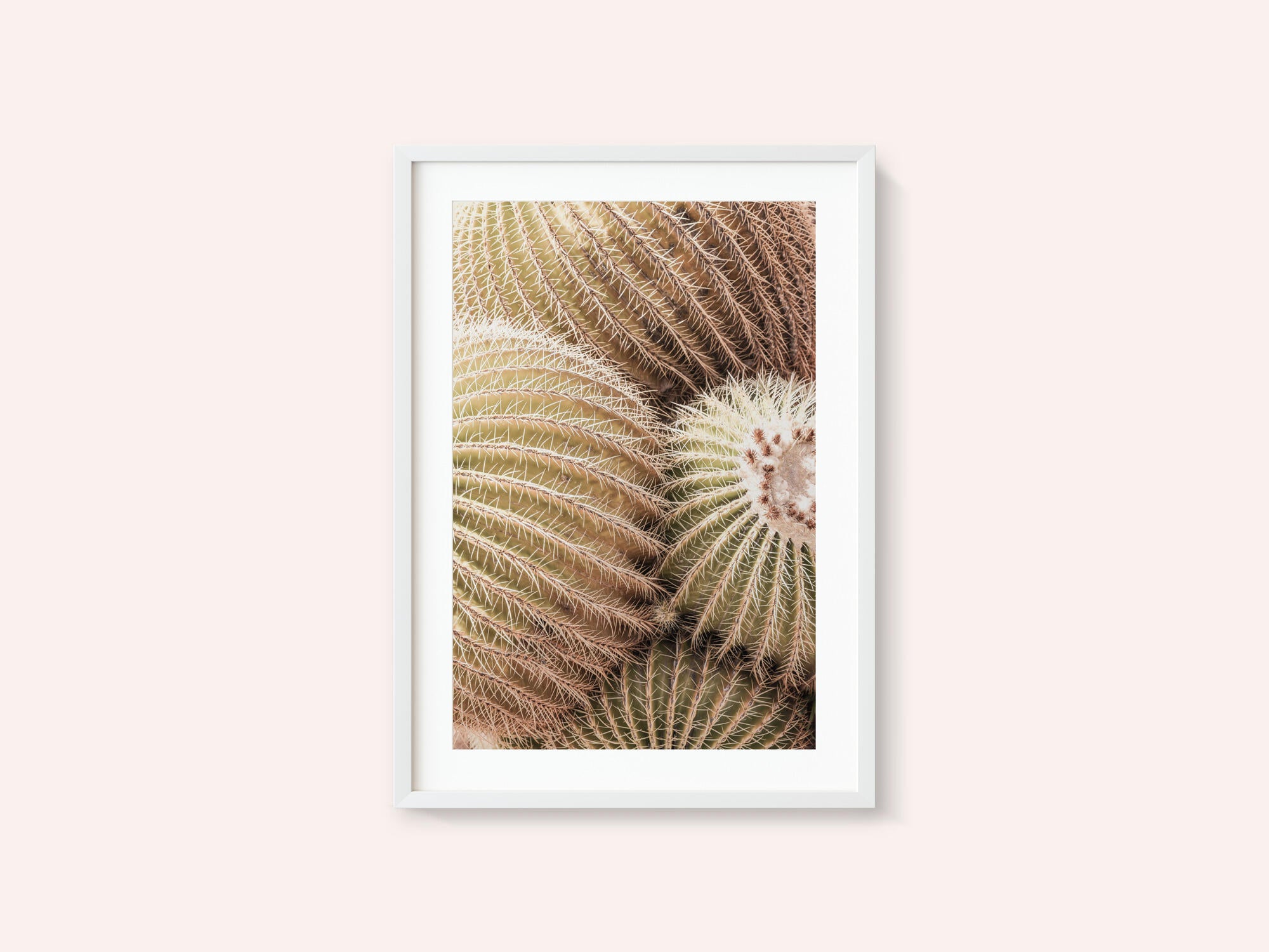 Spiral of Spines