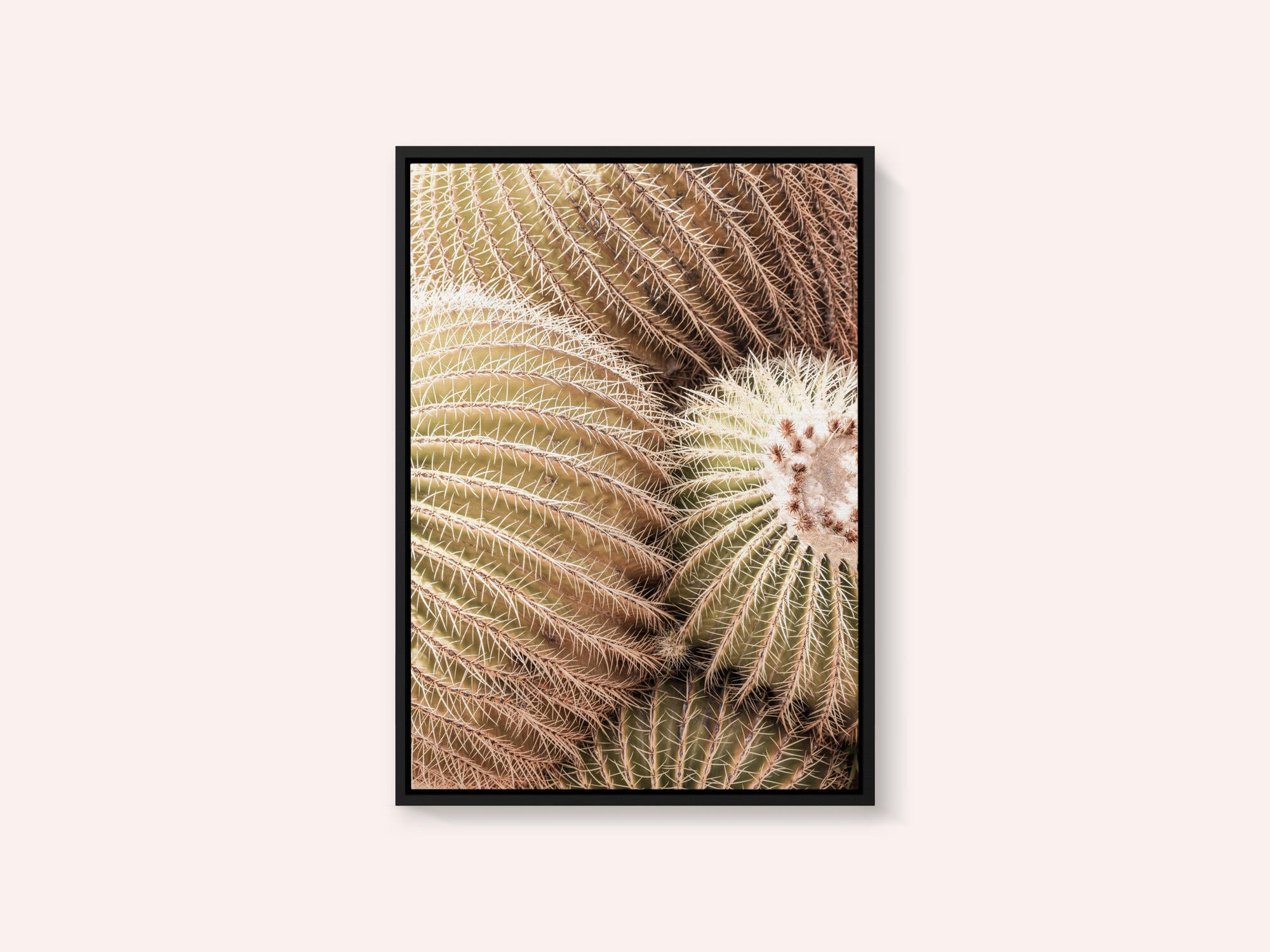 Spiral of Spines