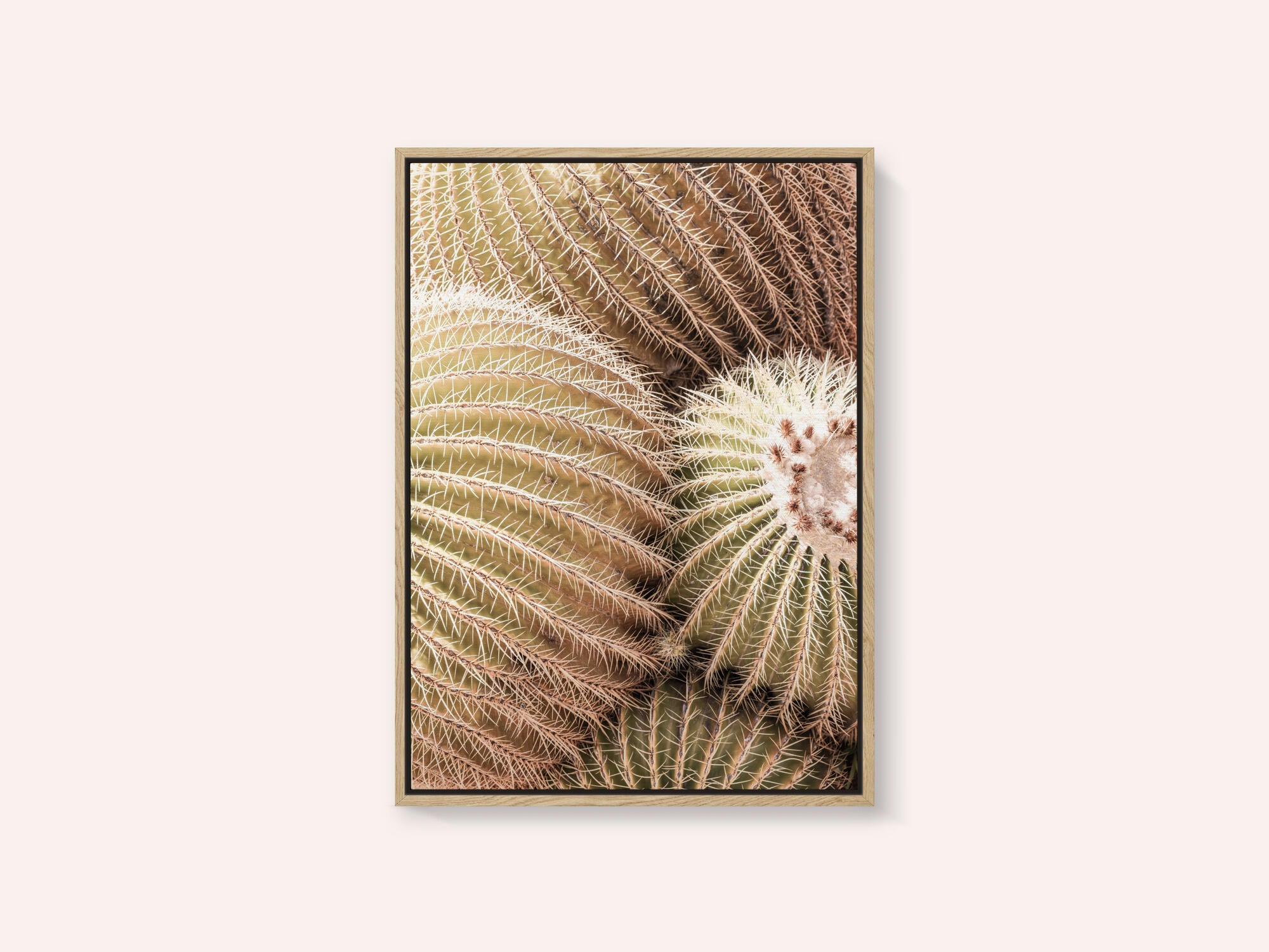 Spiral of Spines