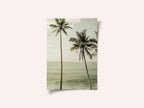 Oceanside Palms