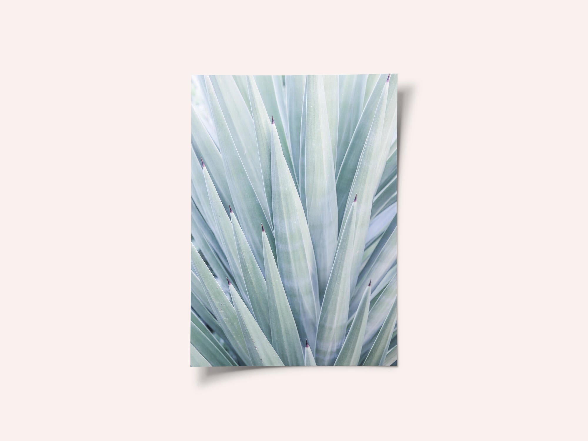 Azure Agave Dance