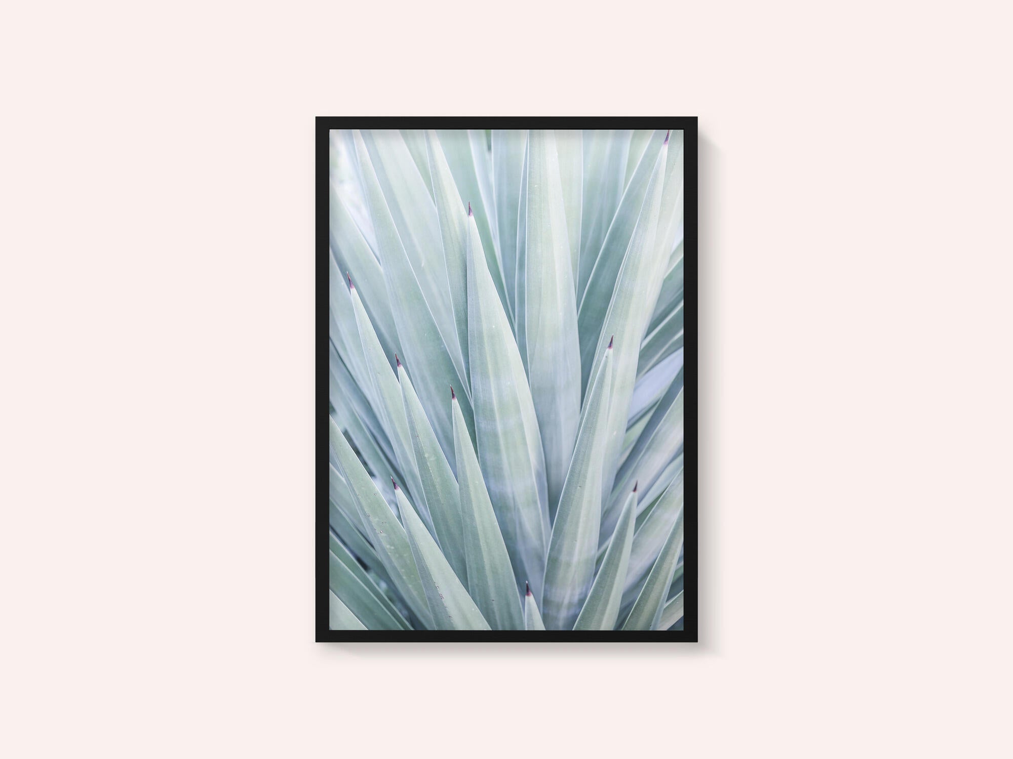 Azure Agave Dance