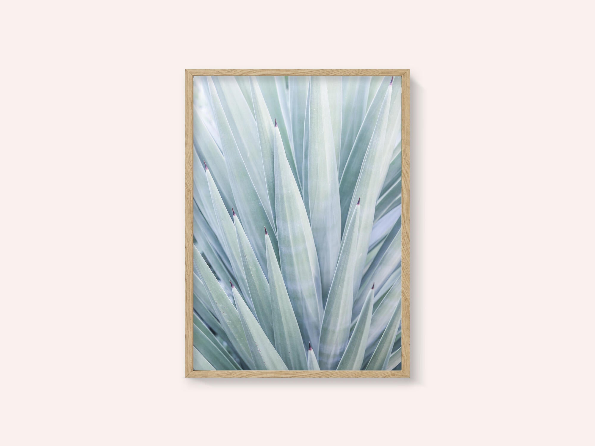 Azure Agave Dance