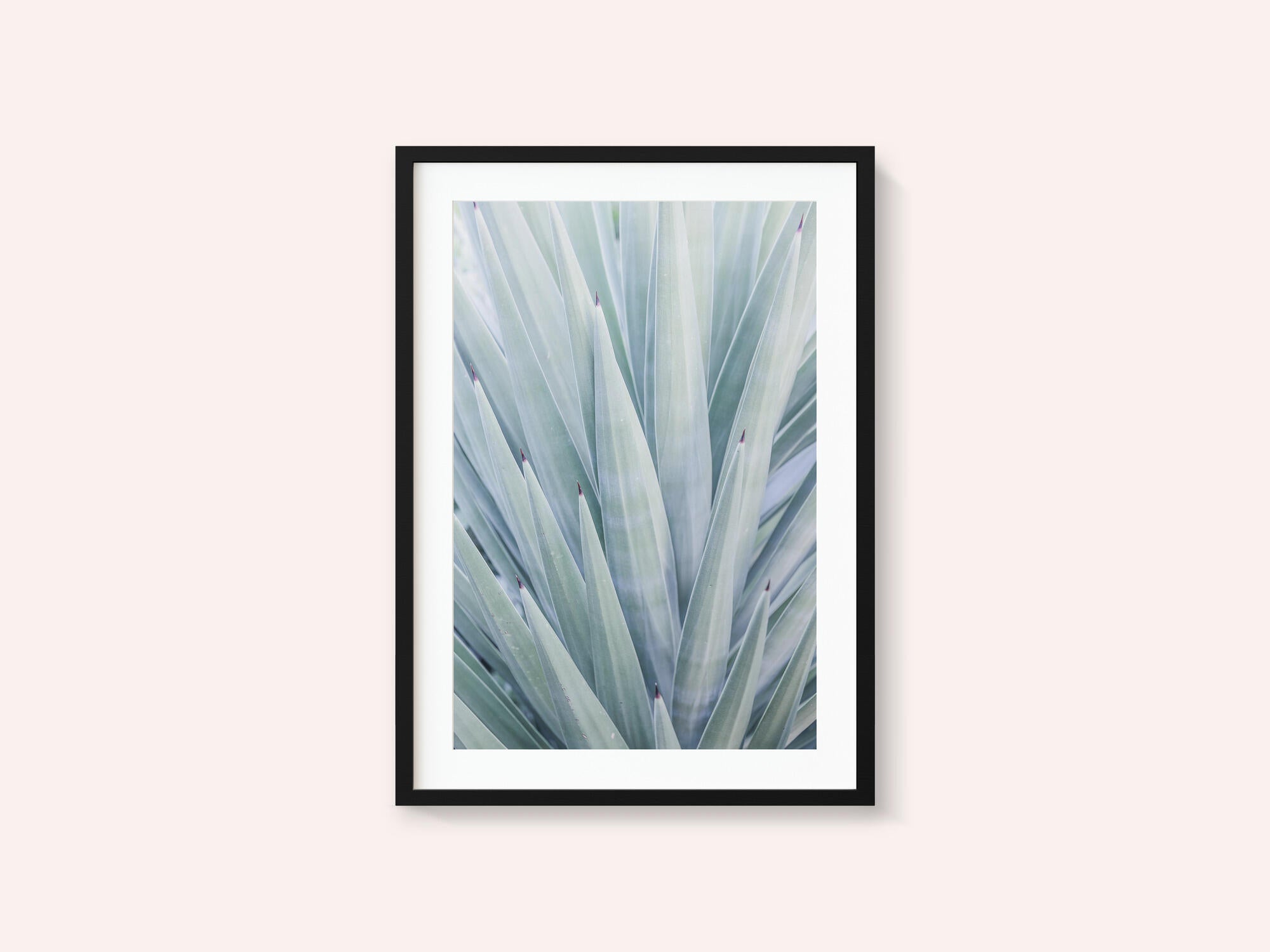 Azure Agave Dance