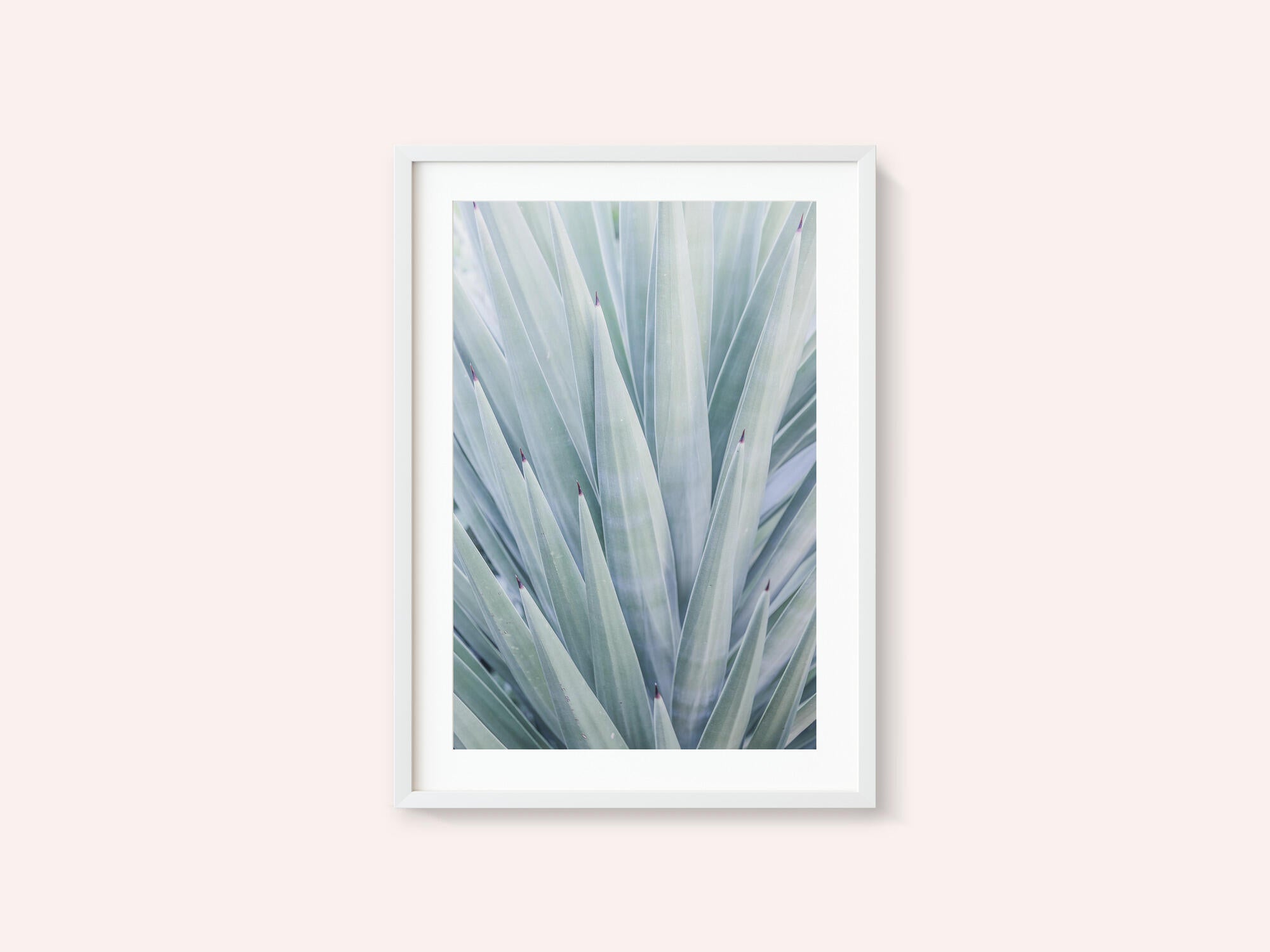 Azure Agave Dance