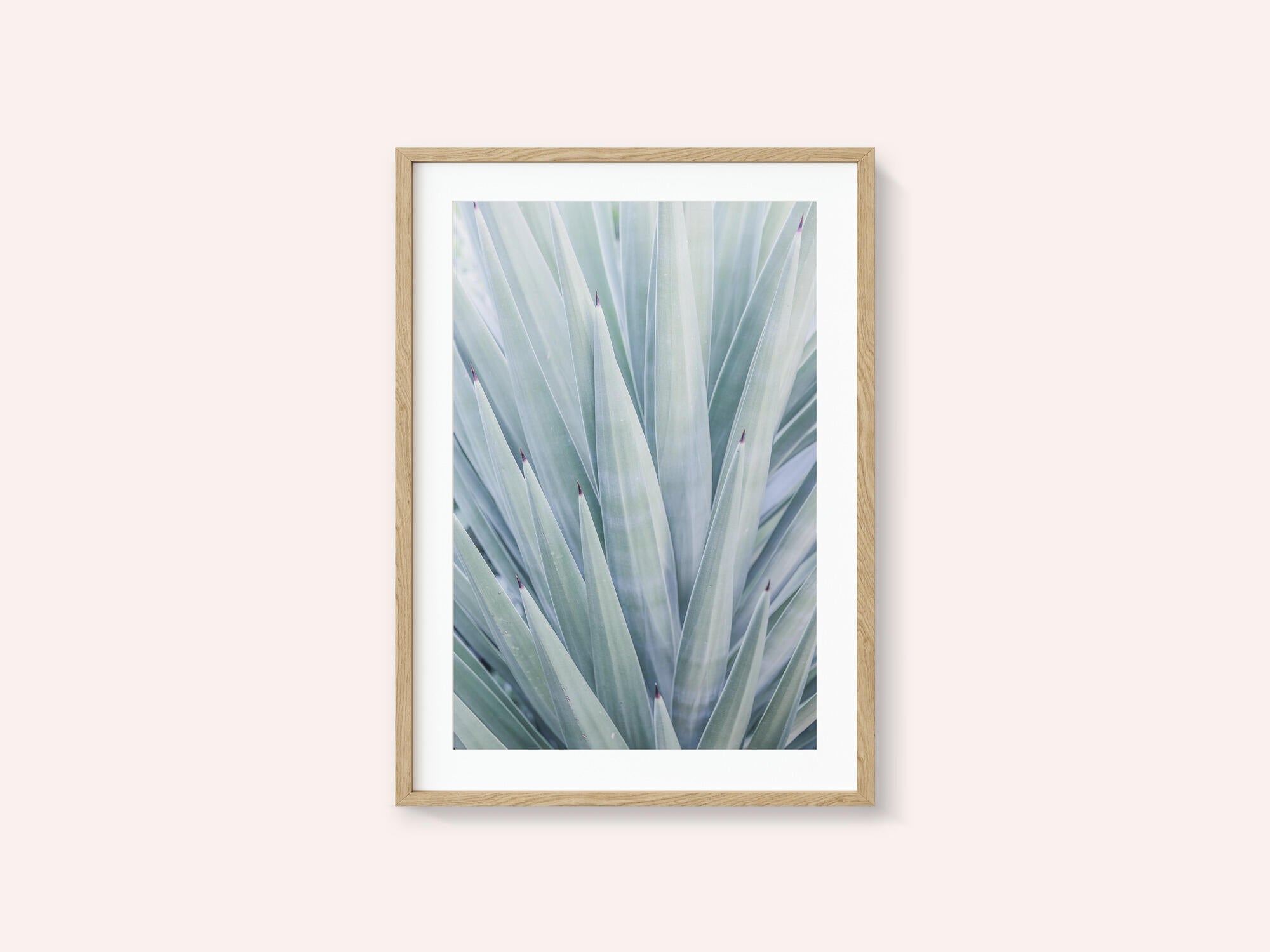 Azure Agave Dance