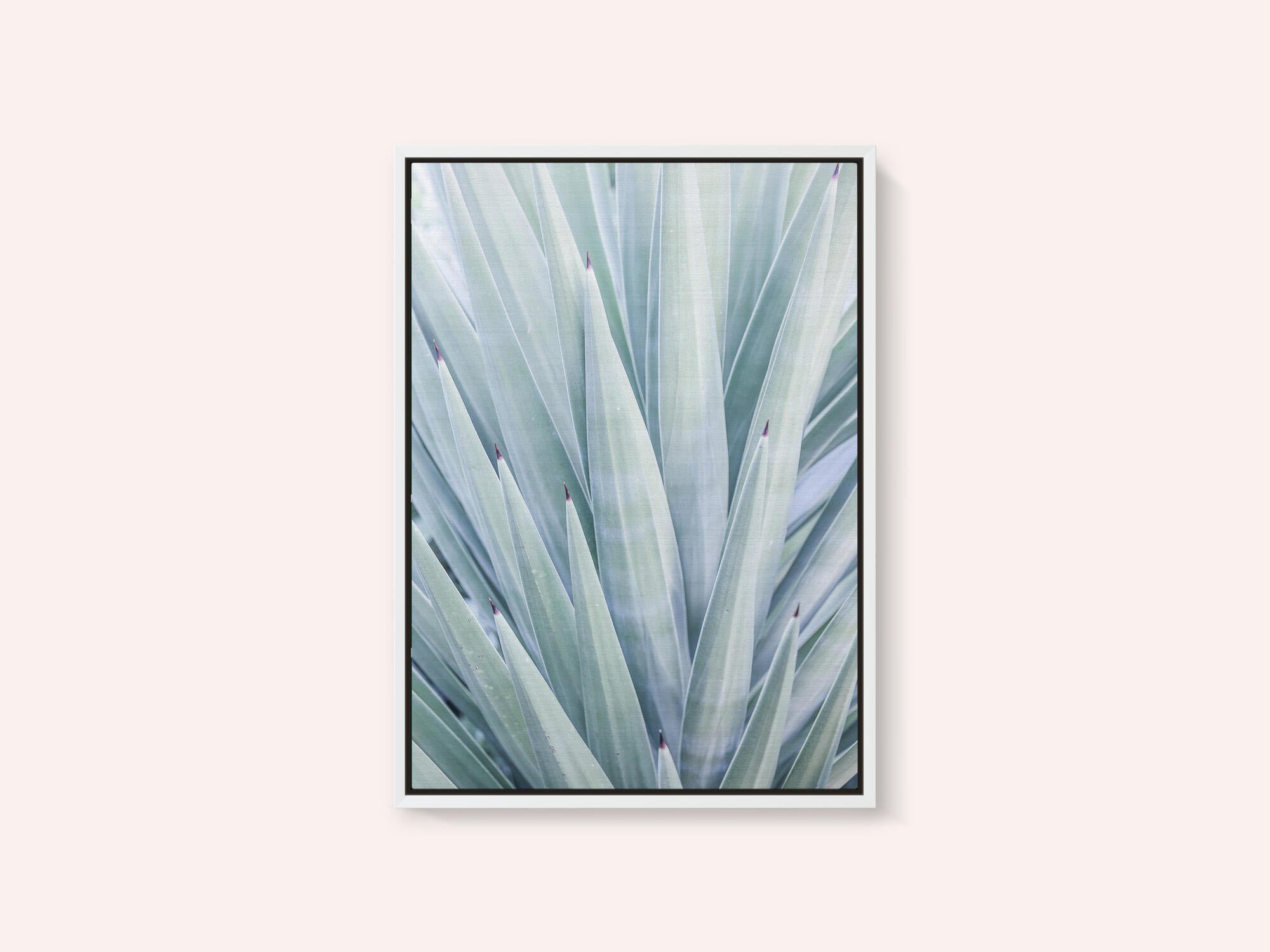 Azure Agave Dance