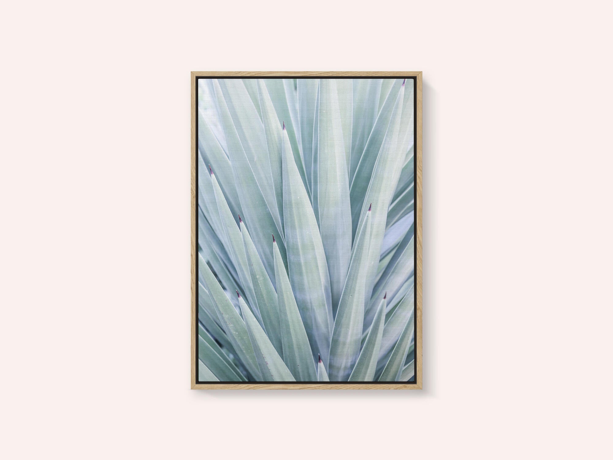 Azure Agave Dance