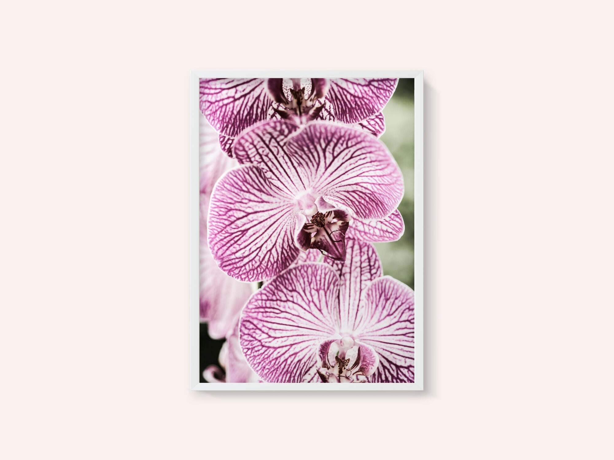Tiger Blooms