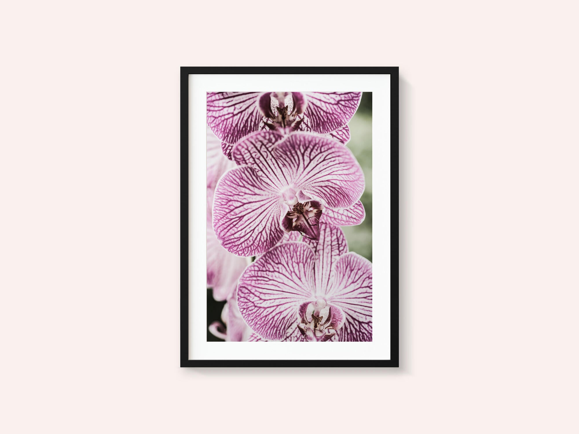 Tiger Blooms
