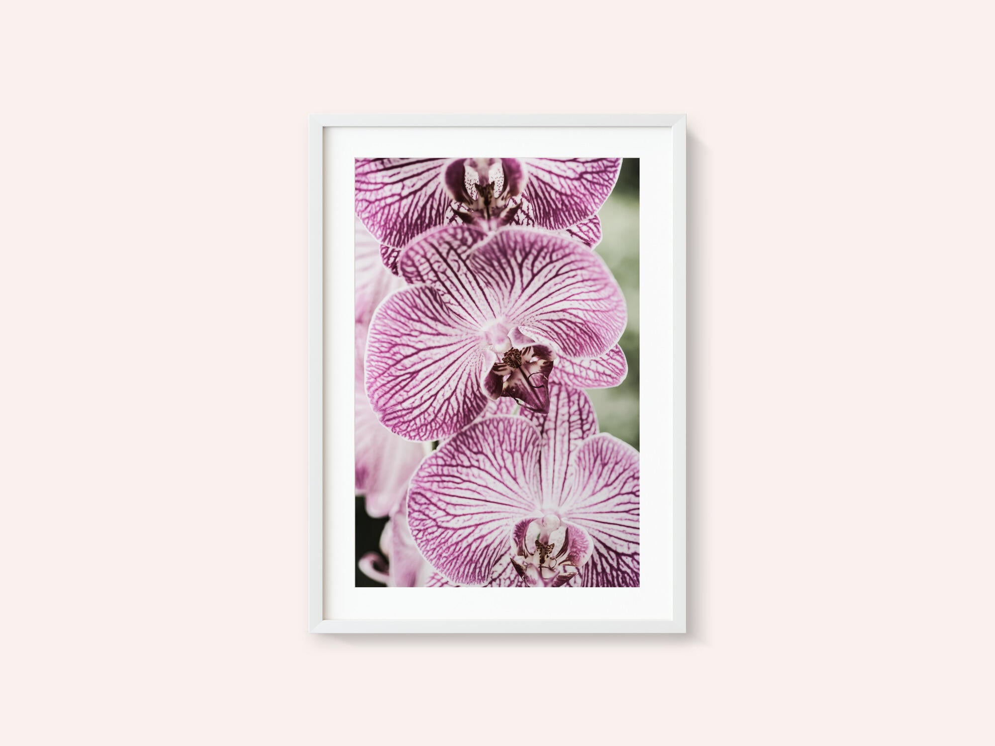 Tiger Blooms