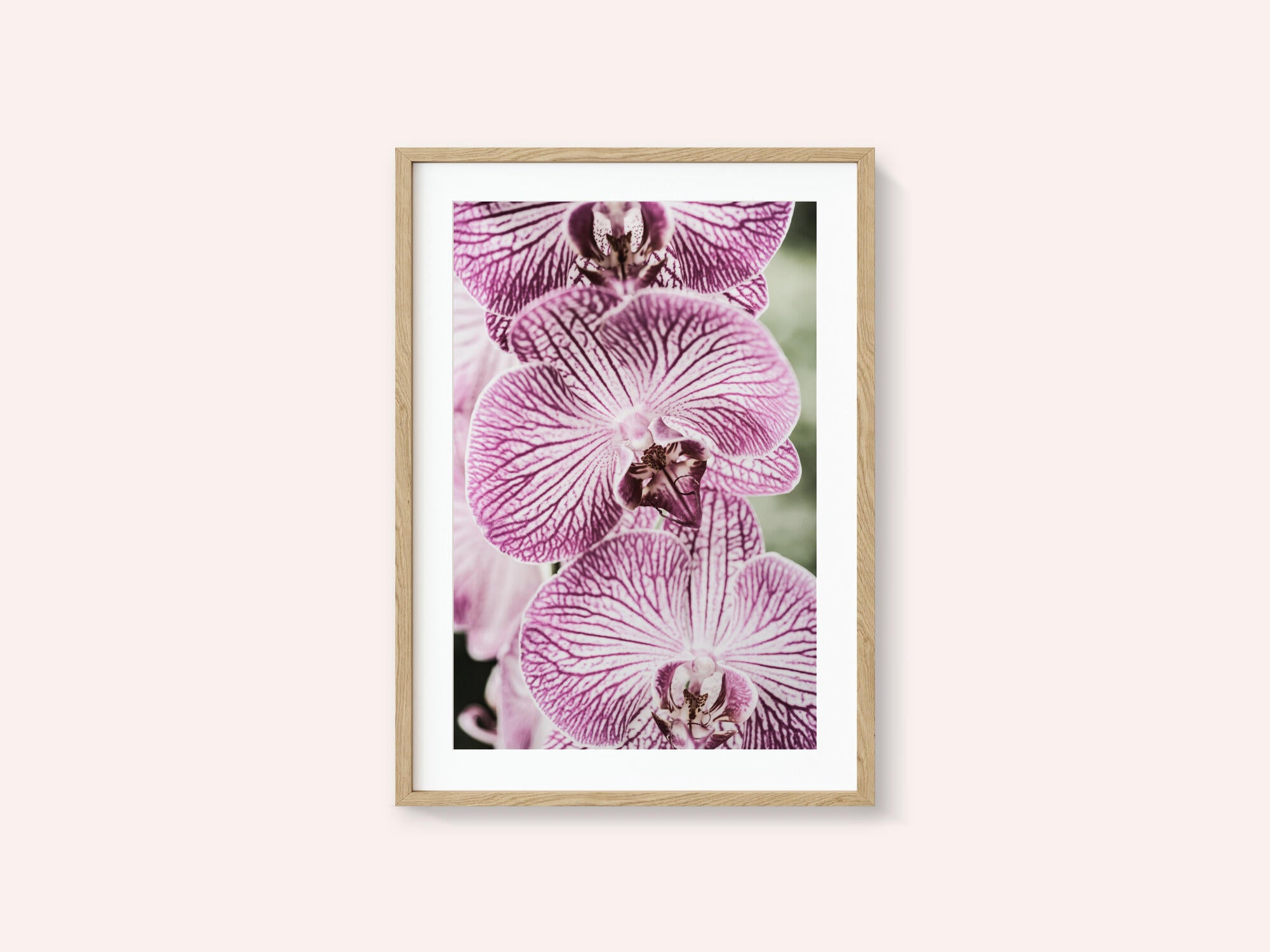 Tiger Blooms