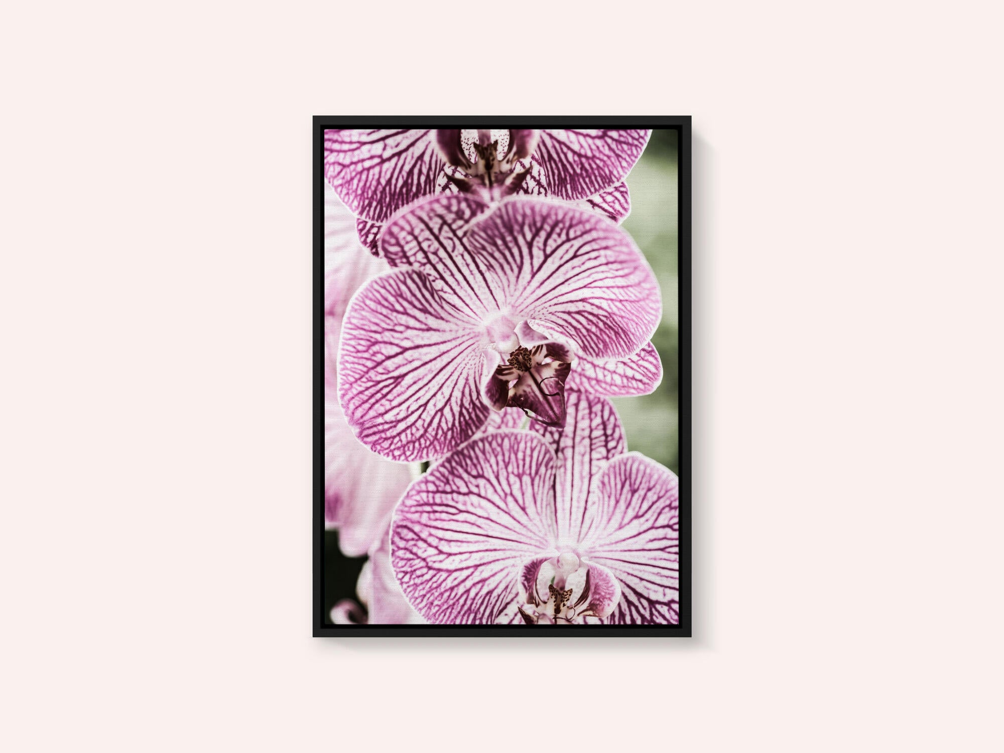 Tiger Blooms