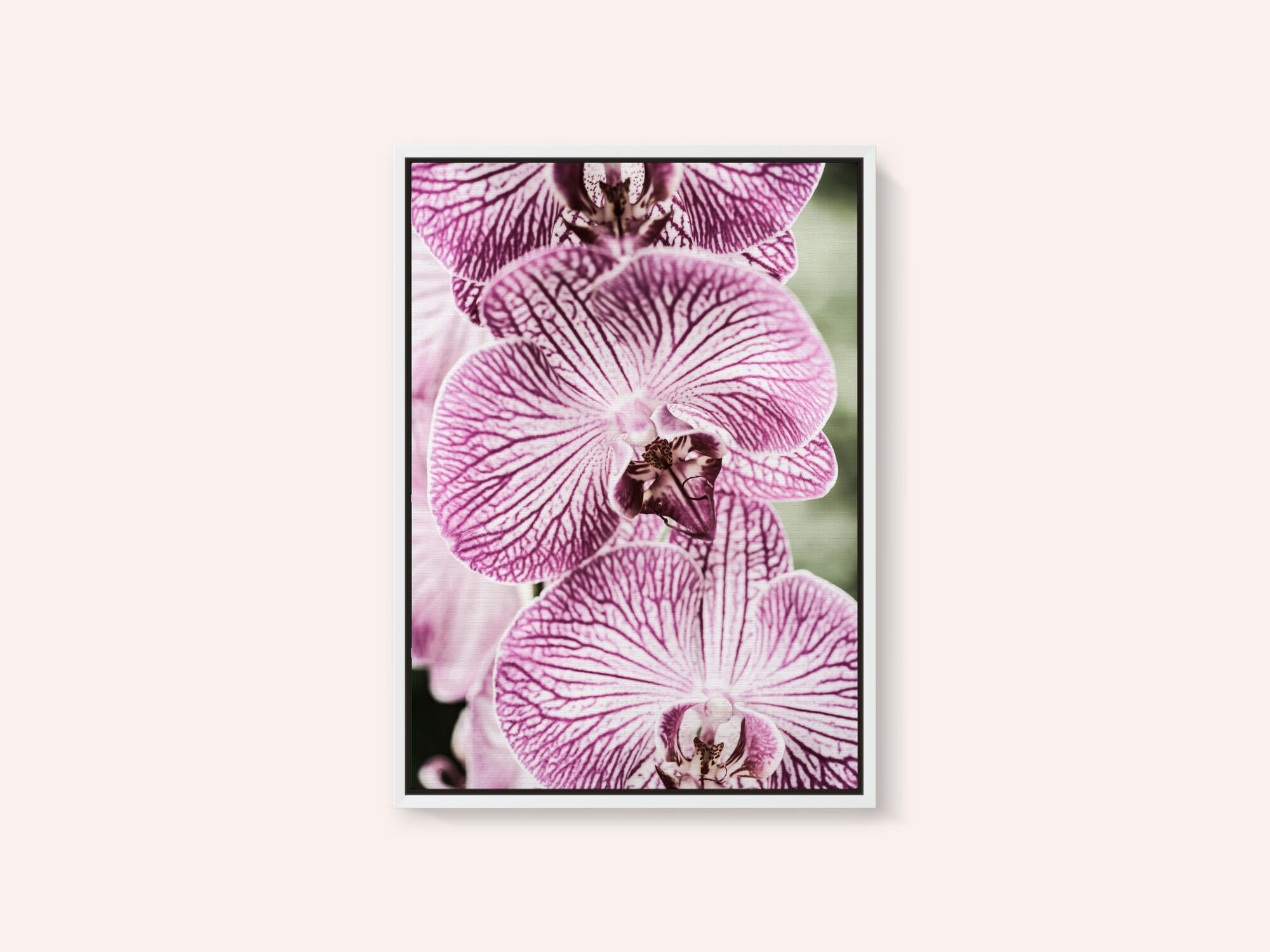 Tiger Blooms