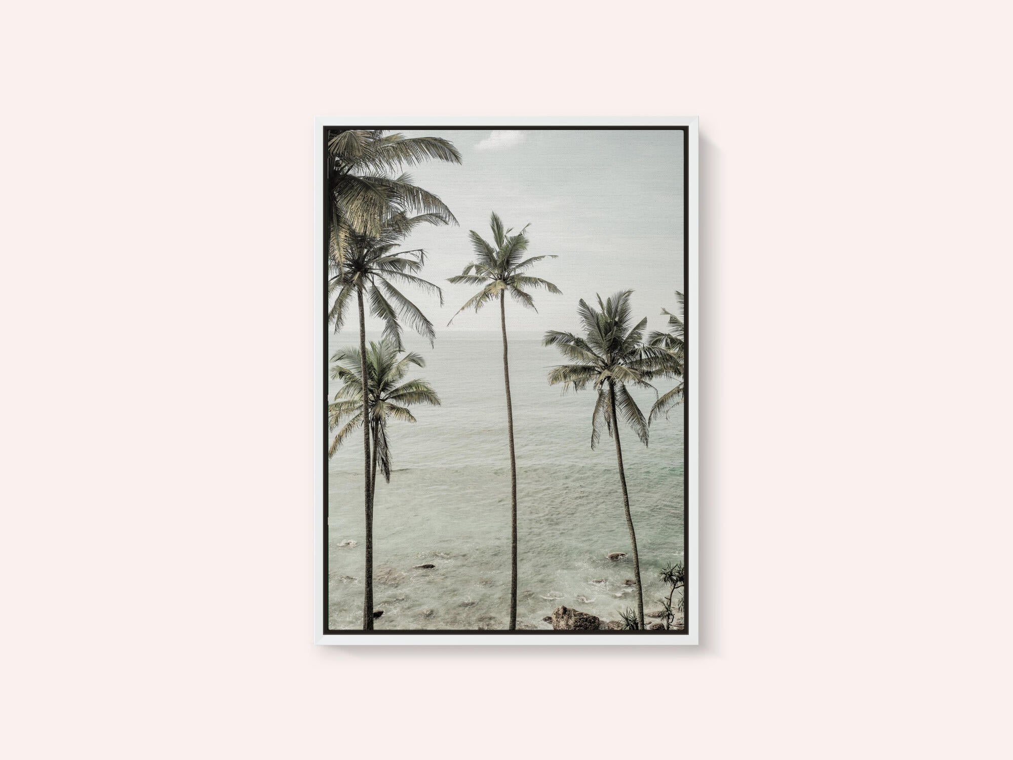 Tropical Dreams