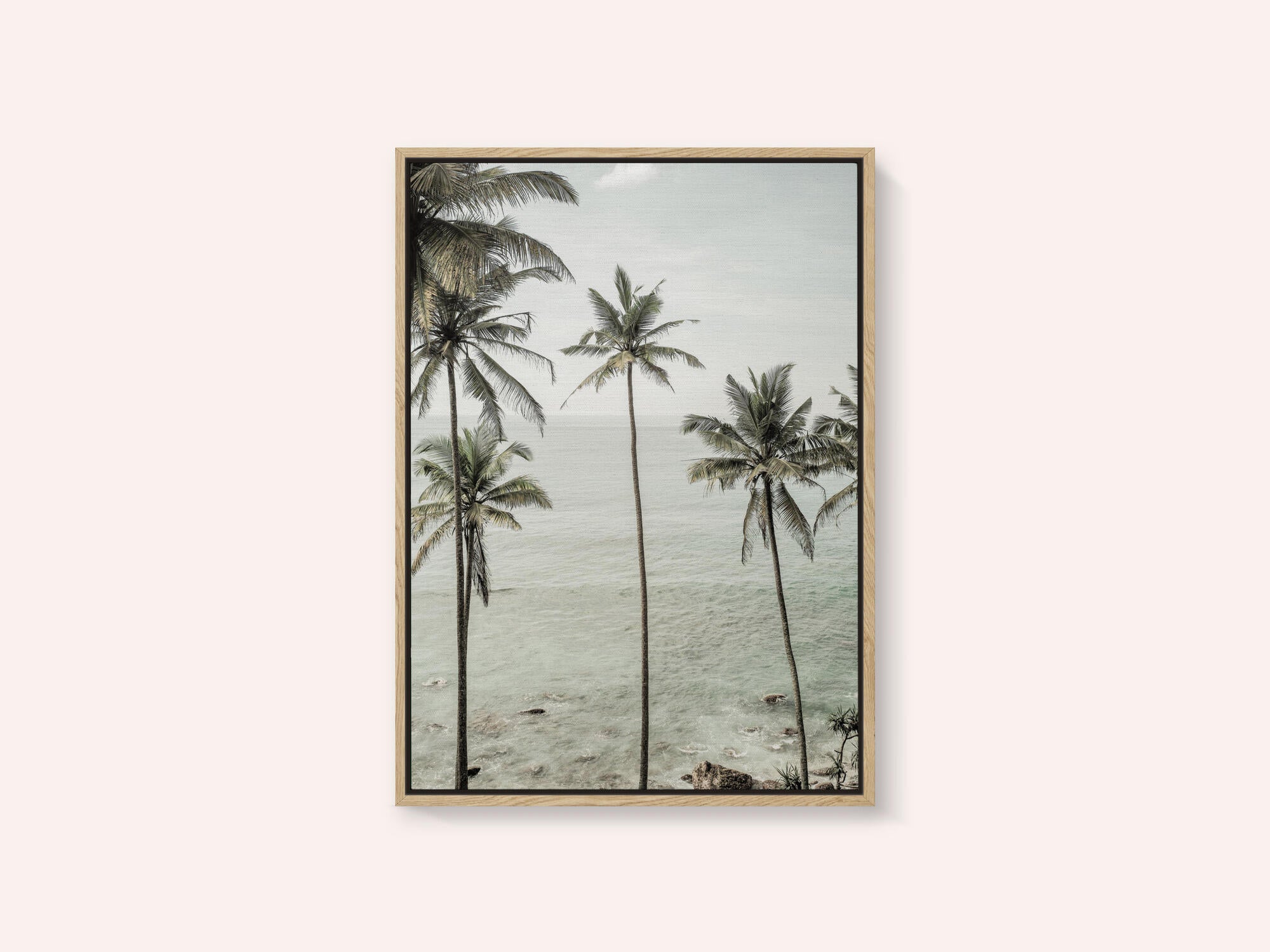 Tropical Dreams
