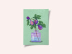 Figs Branch In Vase